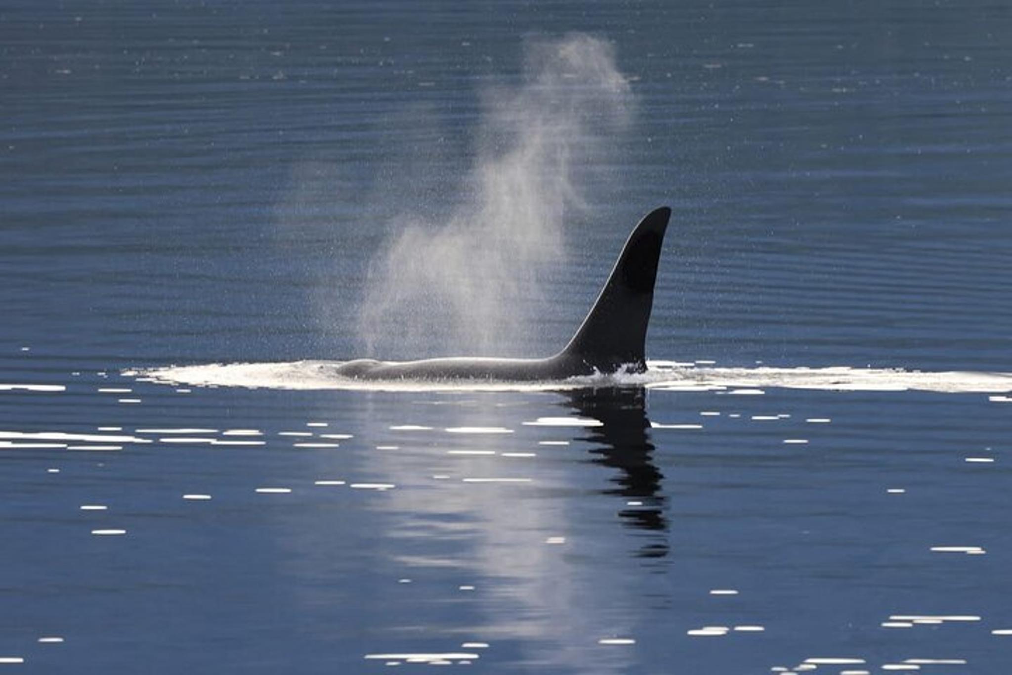 Ketchikan Native Wildlife & Scenic Experience