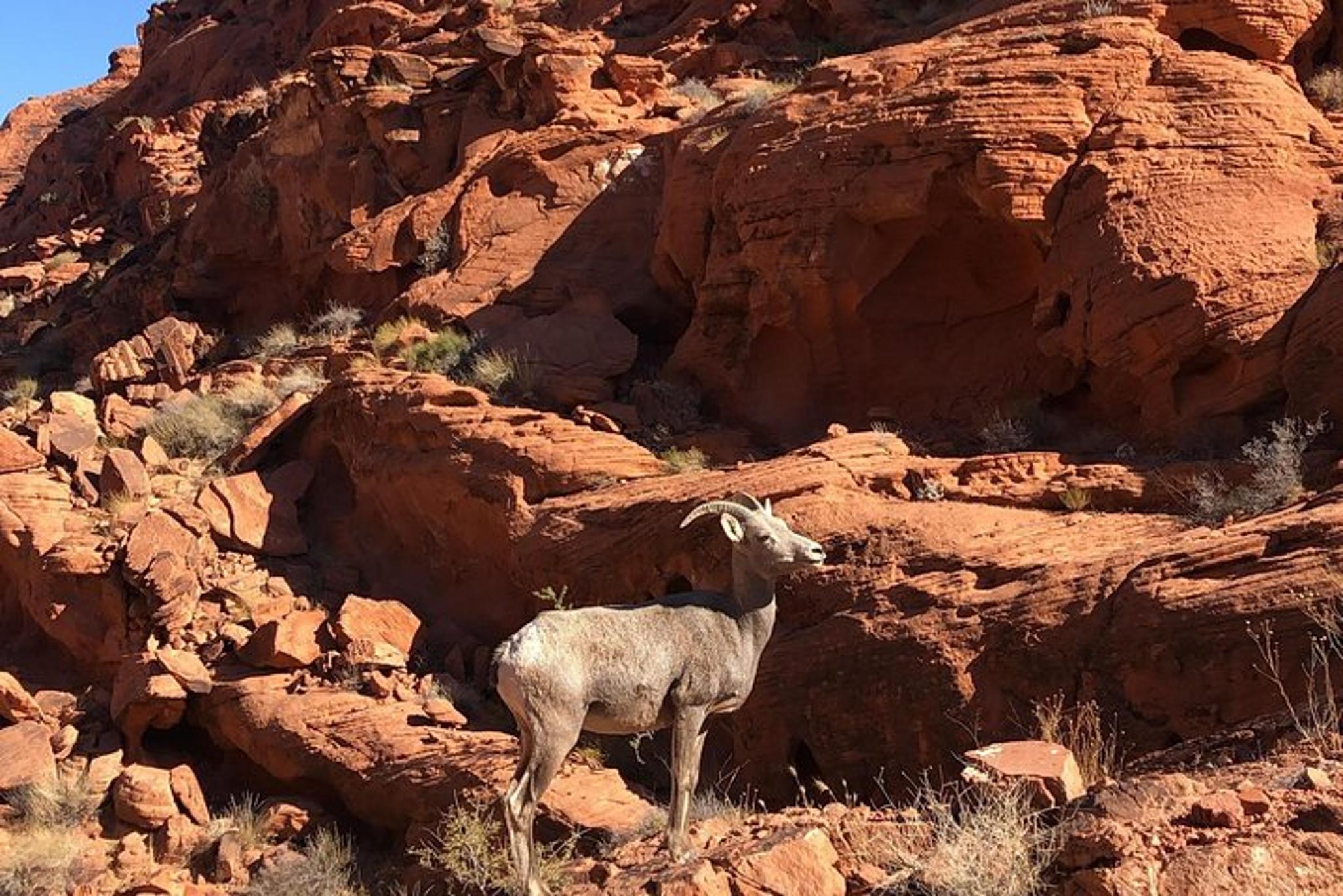 Las Vegas Valley of Fire Hiking Tour - Image 4