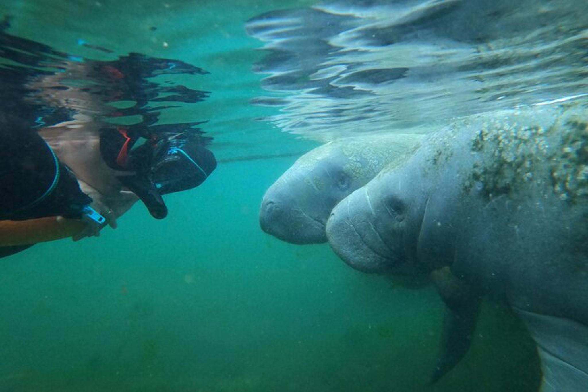 Florida Manatee Swim Tour 3 hr - Image 6