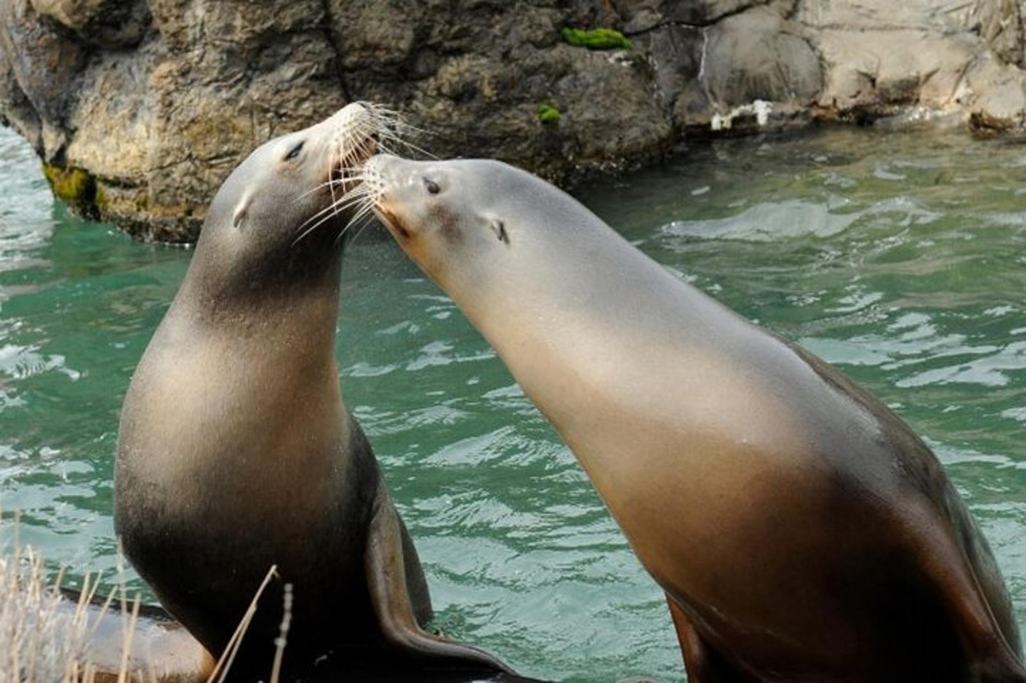 New York Central Park Zoo Admission with 4D Theater