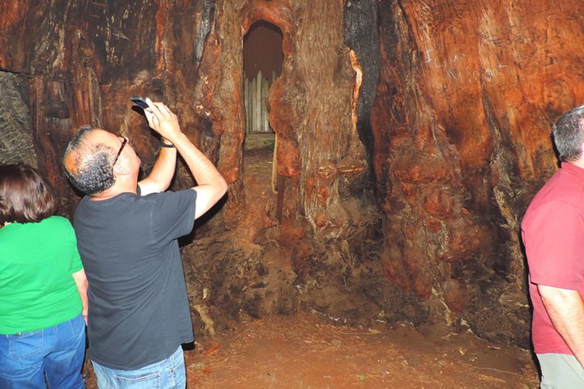 San Francisco Avenue of the Giants Redwood Tour - Image 6