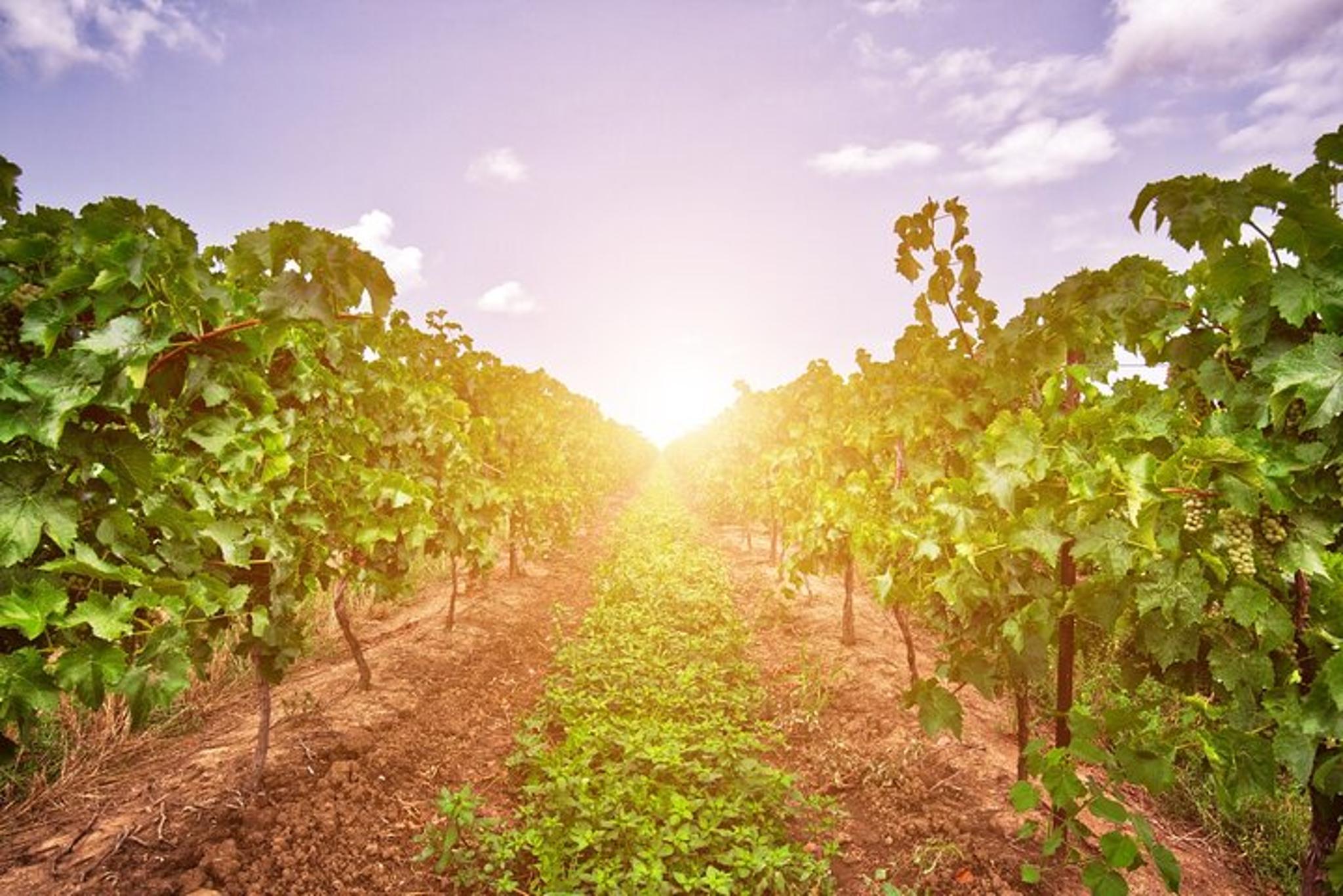 Niagara County Wine Tour - Image 1