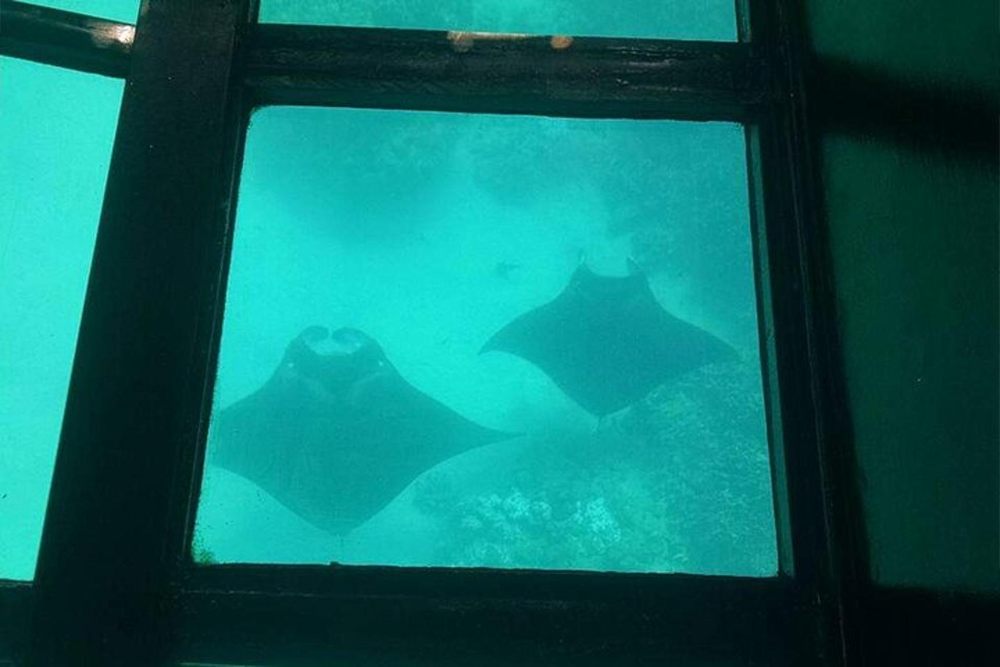 Waikoloa Glass-Bottom Boat Cruise - Image 6