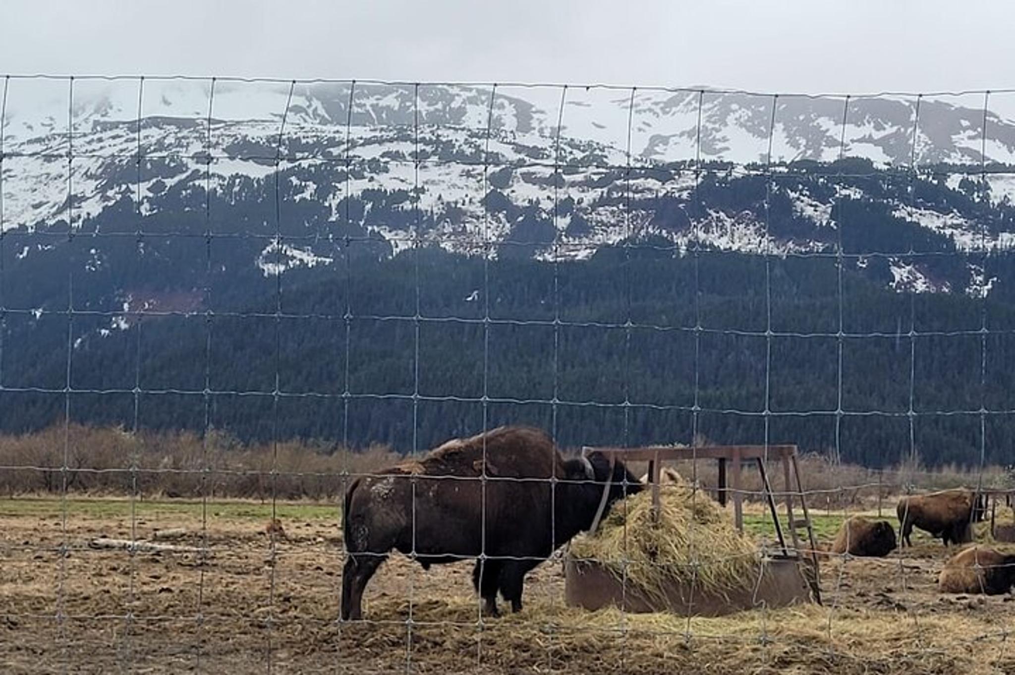 Anchorage Alaska Wildlife Conservation Center Tour - Image 3