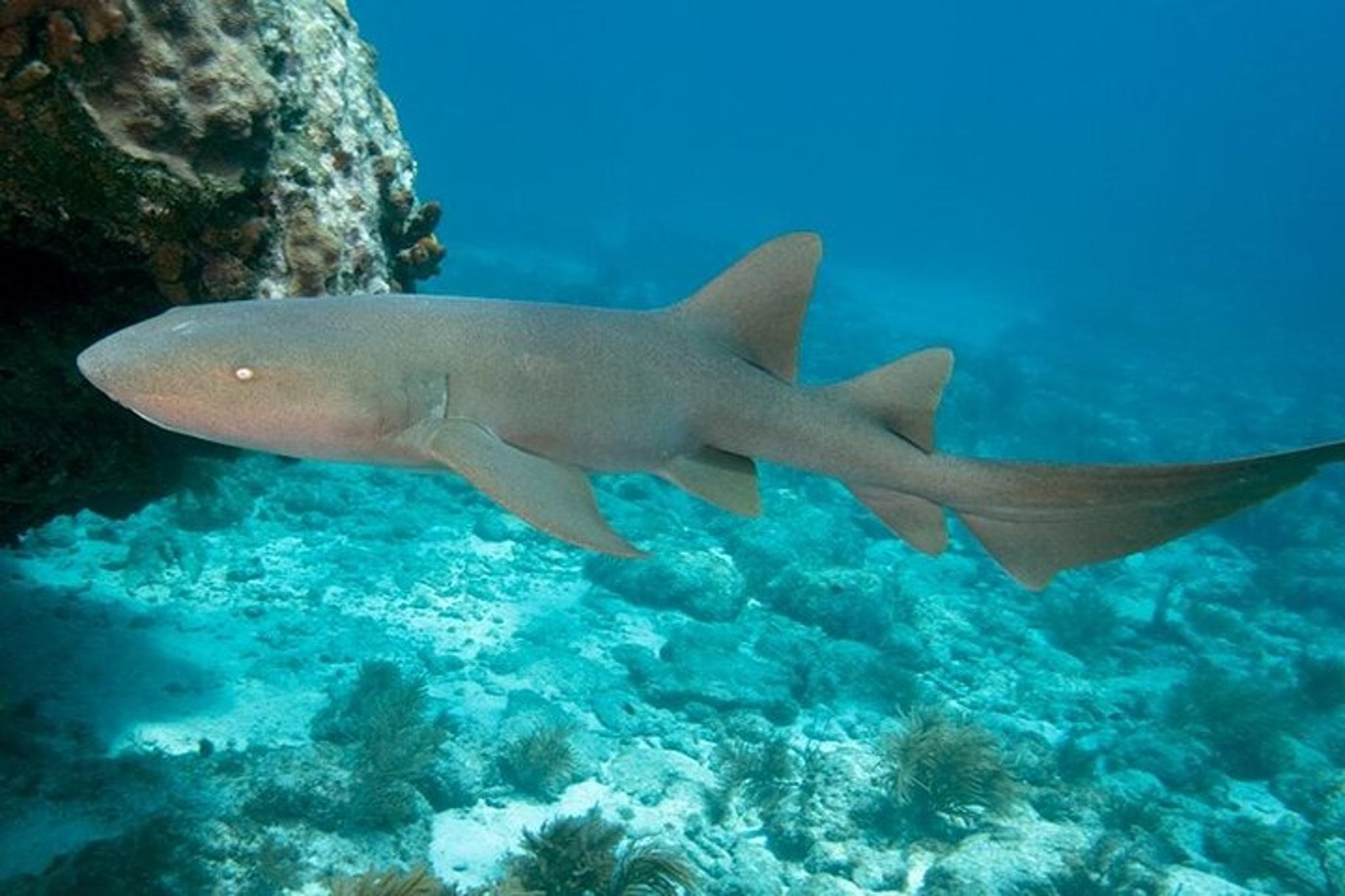 Key Largo Snorkel Tour Two Locations - Image 2