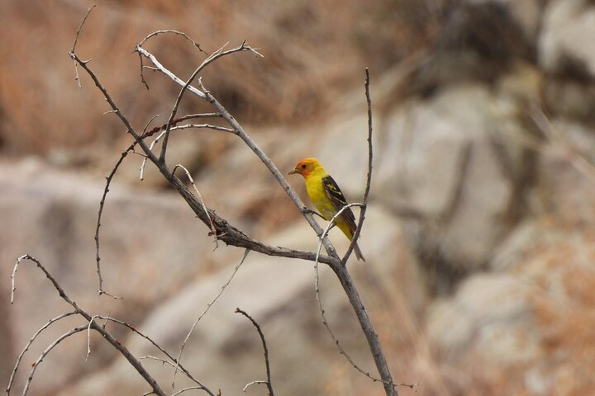 Joshua Tree National Park Guided Hike - Image 5