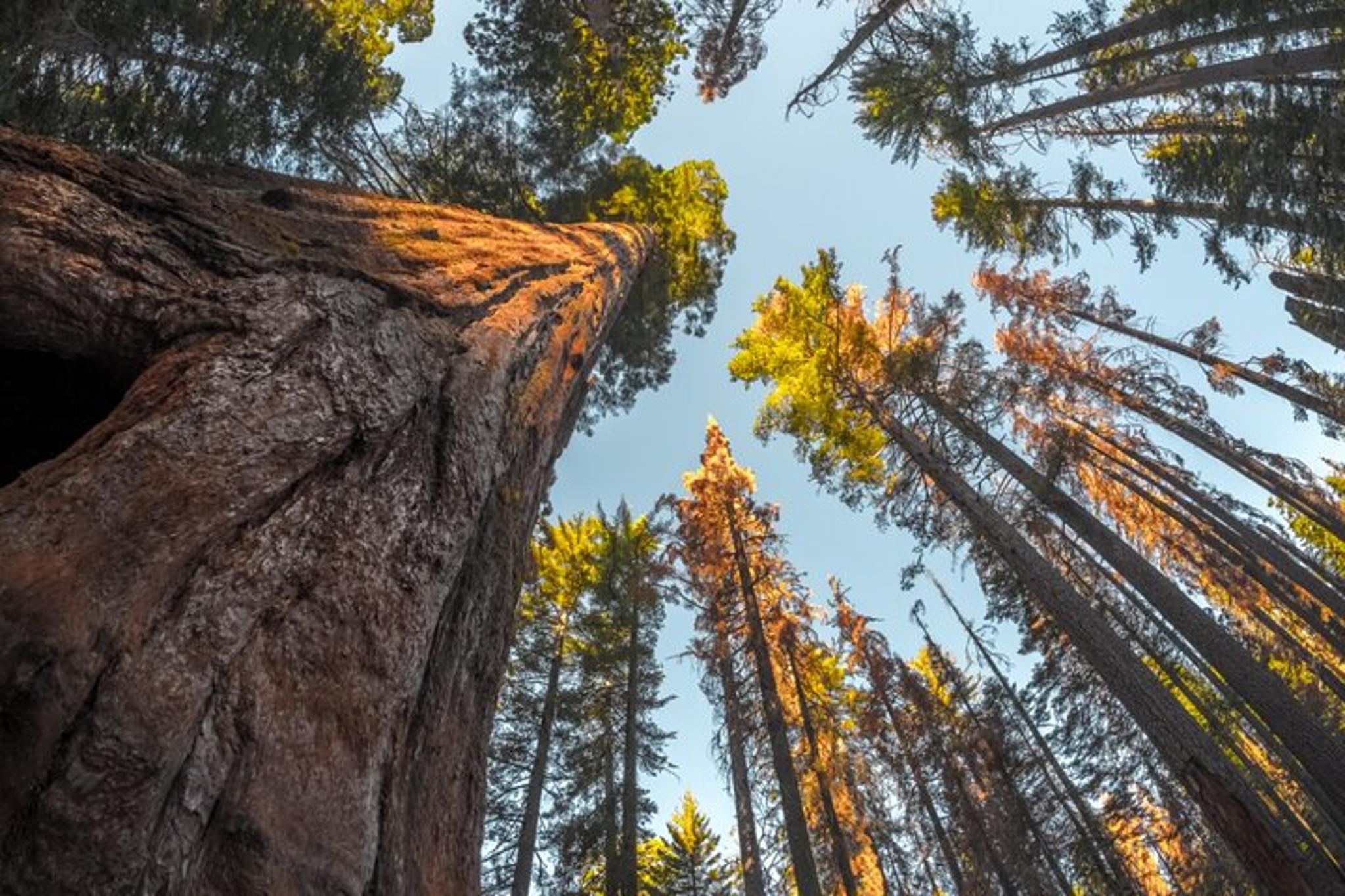 Sequoia & Kings Canyon Self-Guided Audio Tour - Image 5