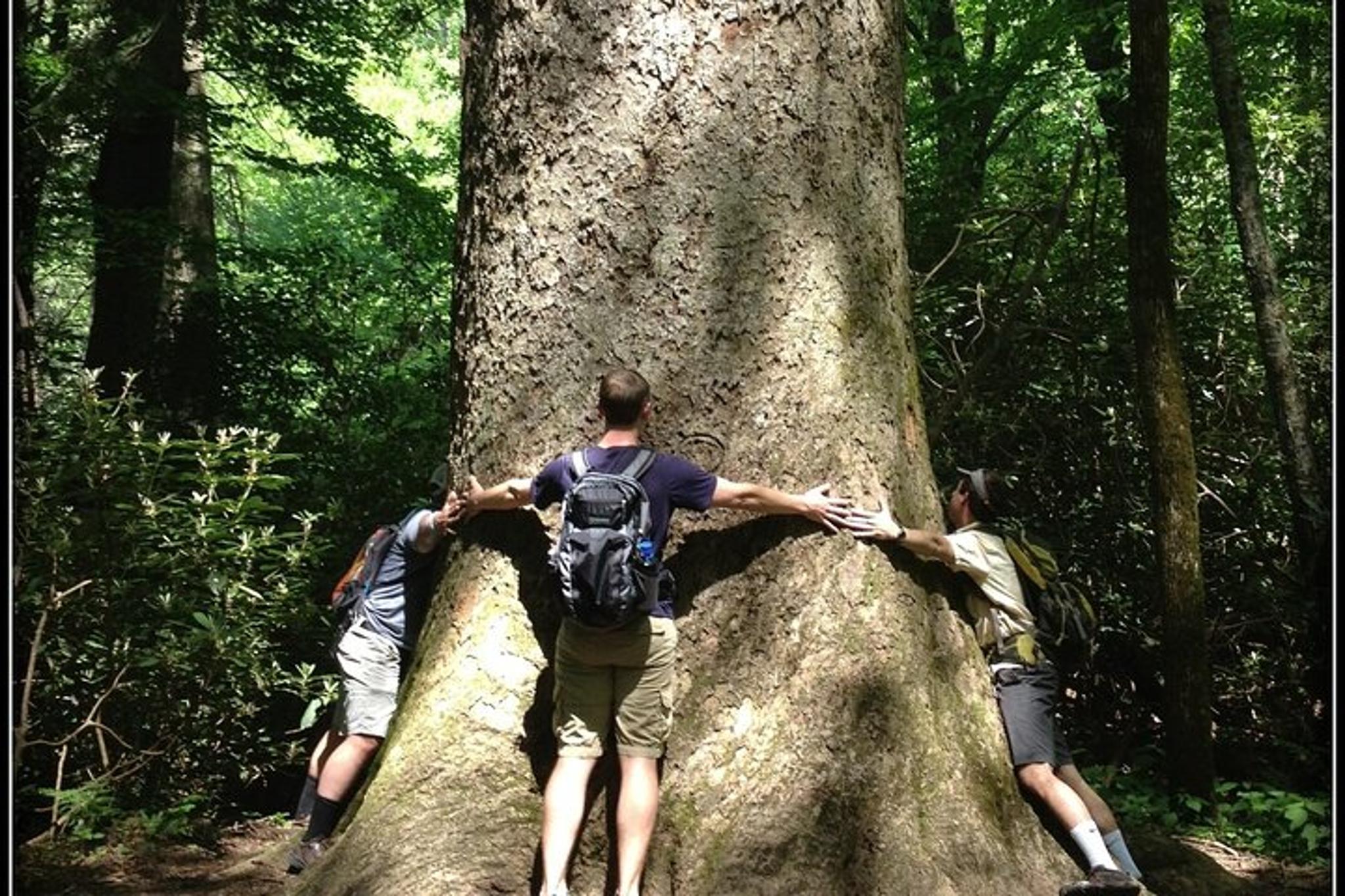 Gatlinburg Old Growth Forest Hike - Image 4