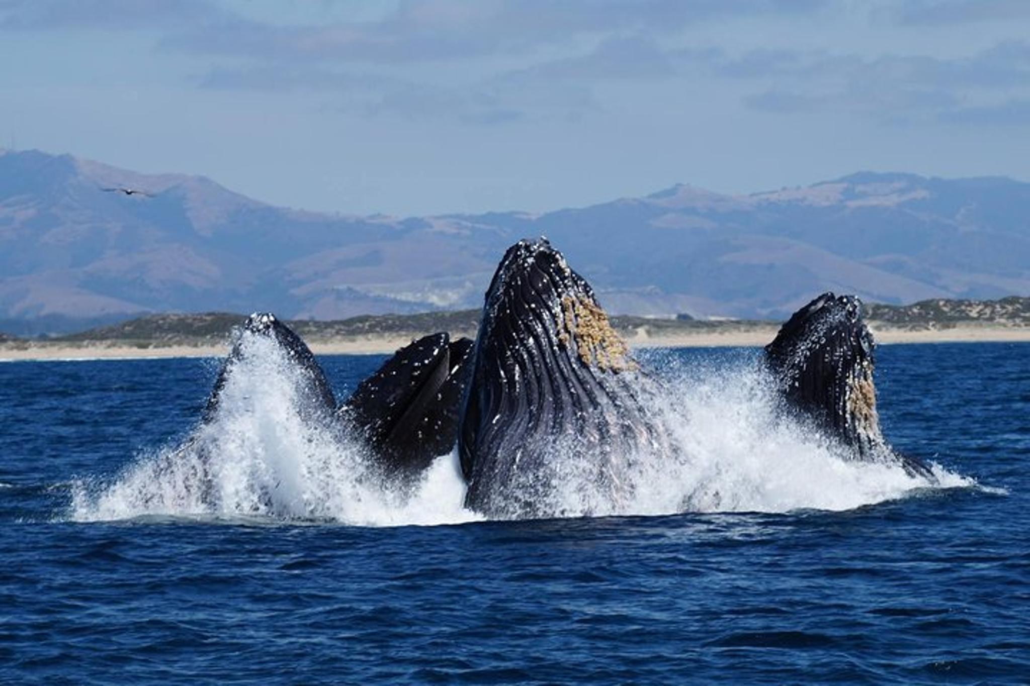 Monterey Whale Watching Tour - Image 4