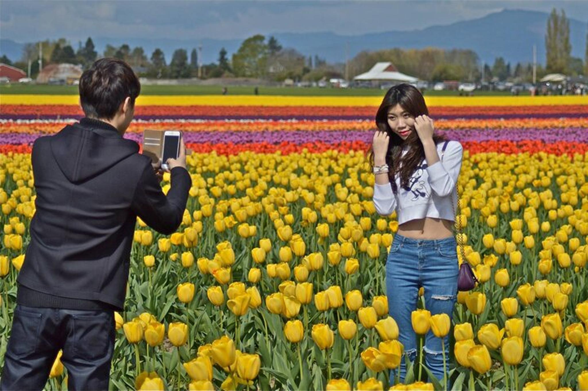 Seattle Tulip Festival Day Tour