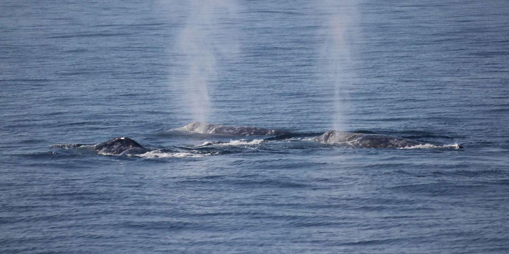 San Diego Whale Watching Tour - Image 6