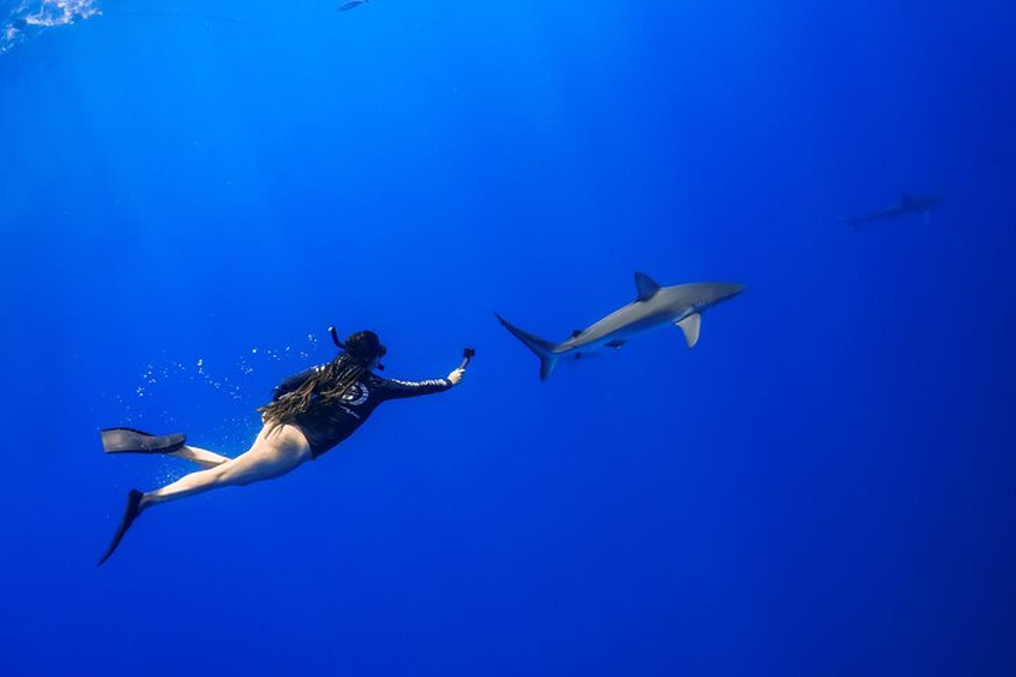 Haleiwa Ocean Adventure Dive - Image 4