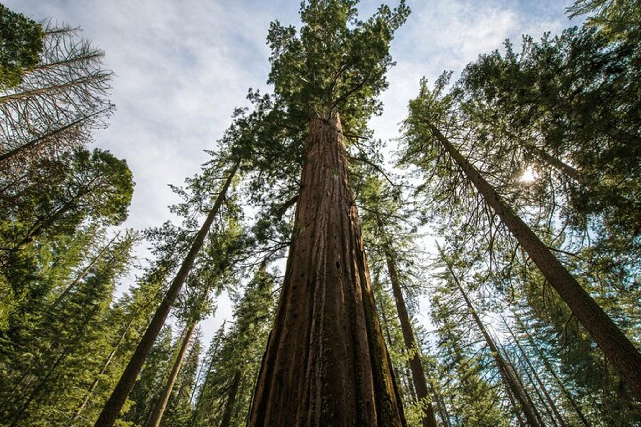 San Francisco Monterey & Yosemite Tour 2-Day - Image 2