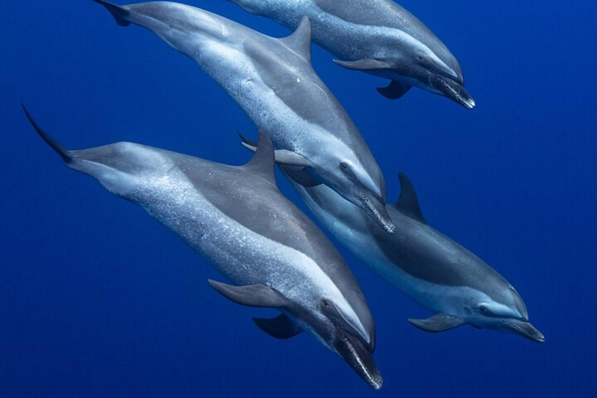 Kona Ocean Safari - Image 3