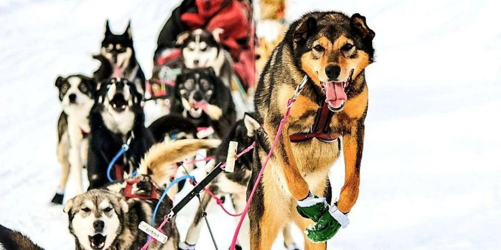 Knik Dog Sledding Tour - Image 3