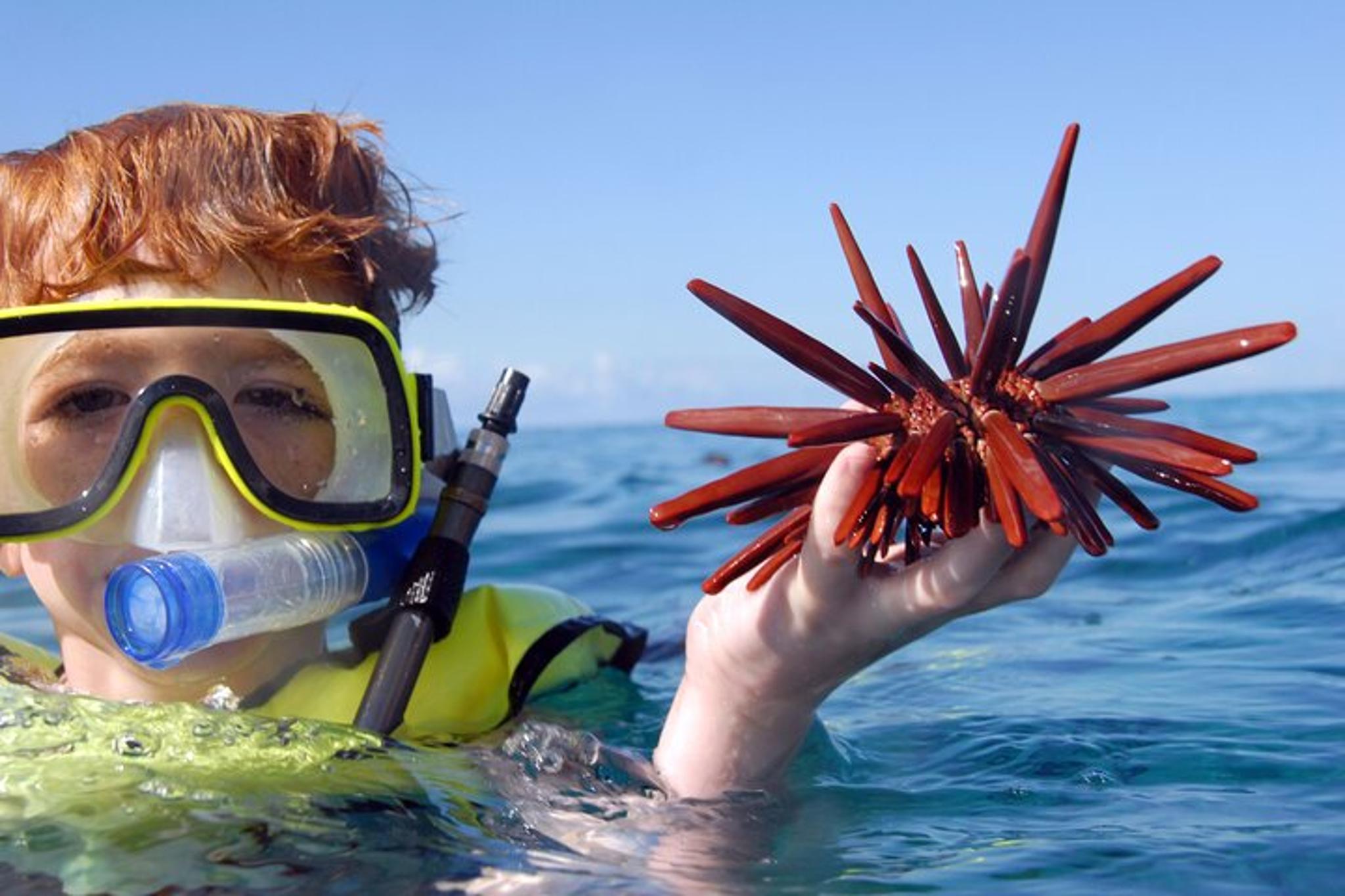 Oahu Dolphin Watch and Snorkeling Cruise at Sunset - Image 6