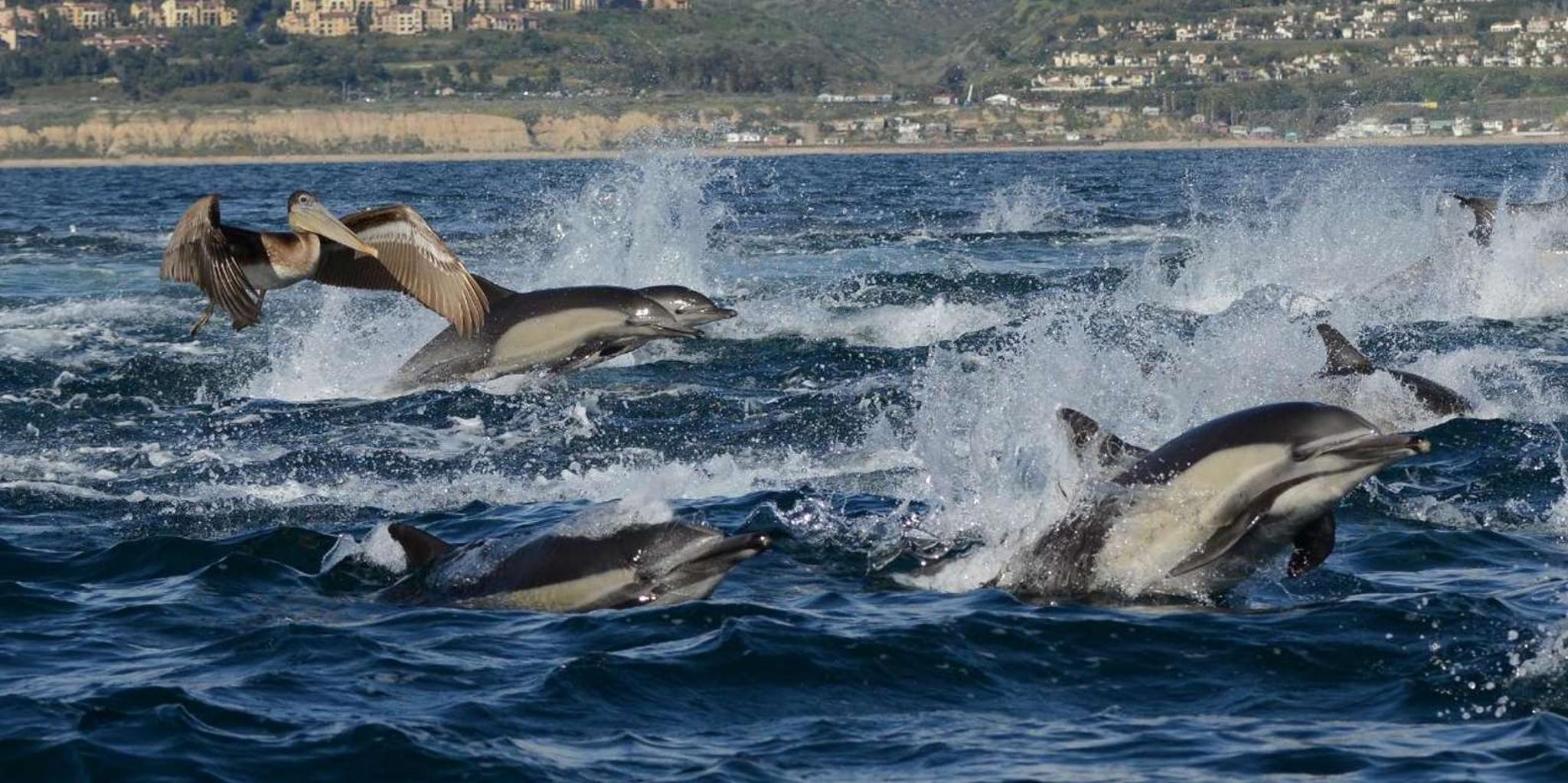 Newport Beach Whale and Dolphin-Watching Cruise - Image 4