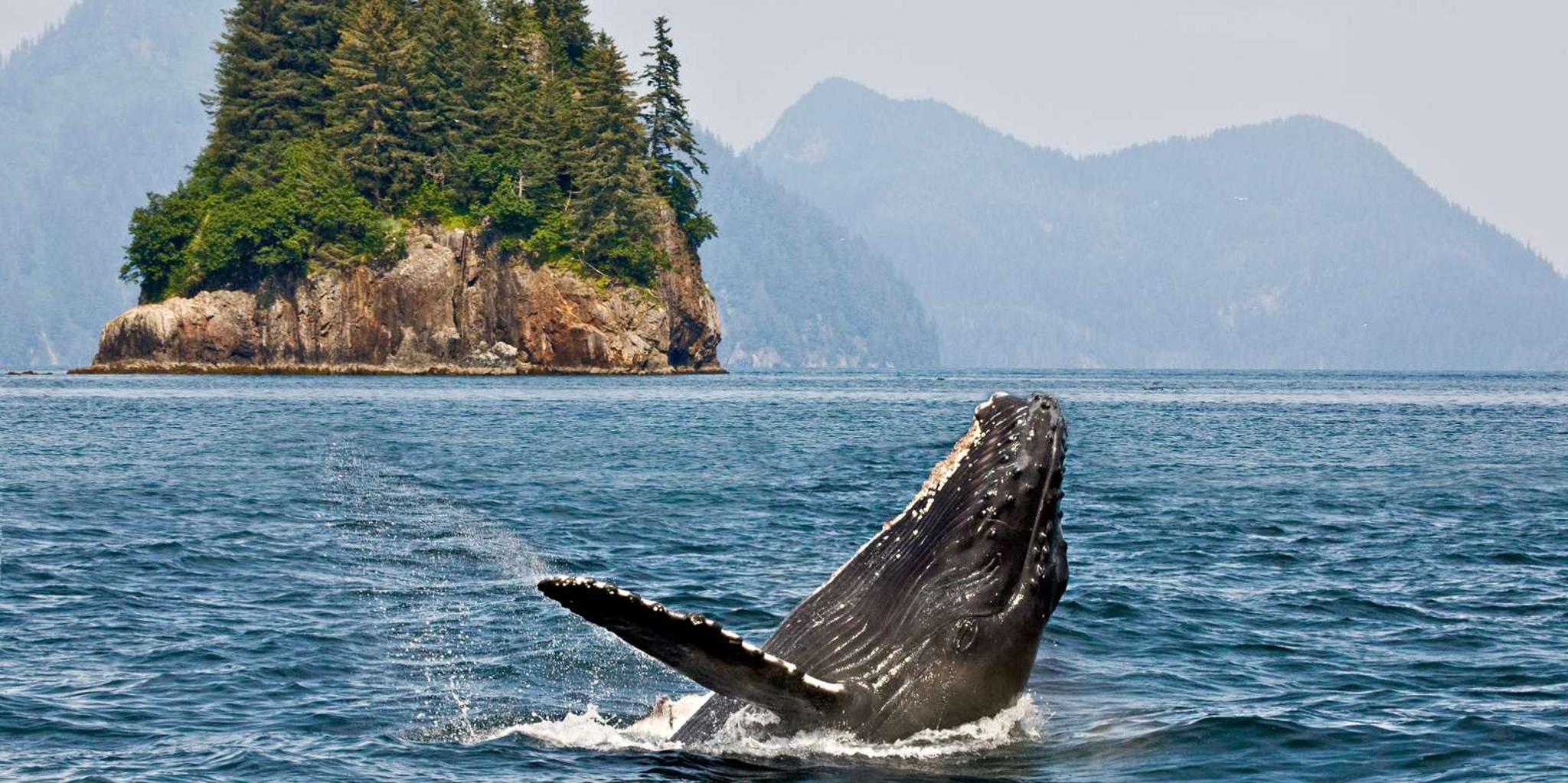 Anchorage Kenai Fjords & Denali National Park Tour 5 Days - Image 3
