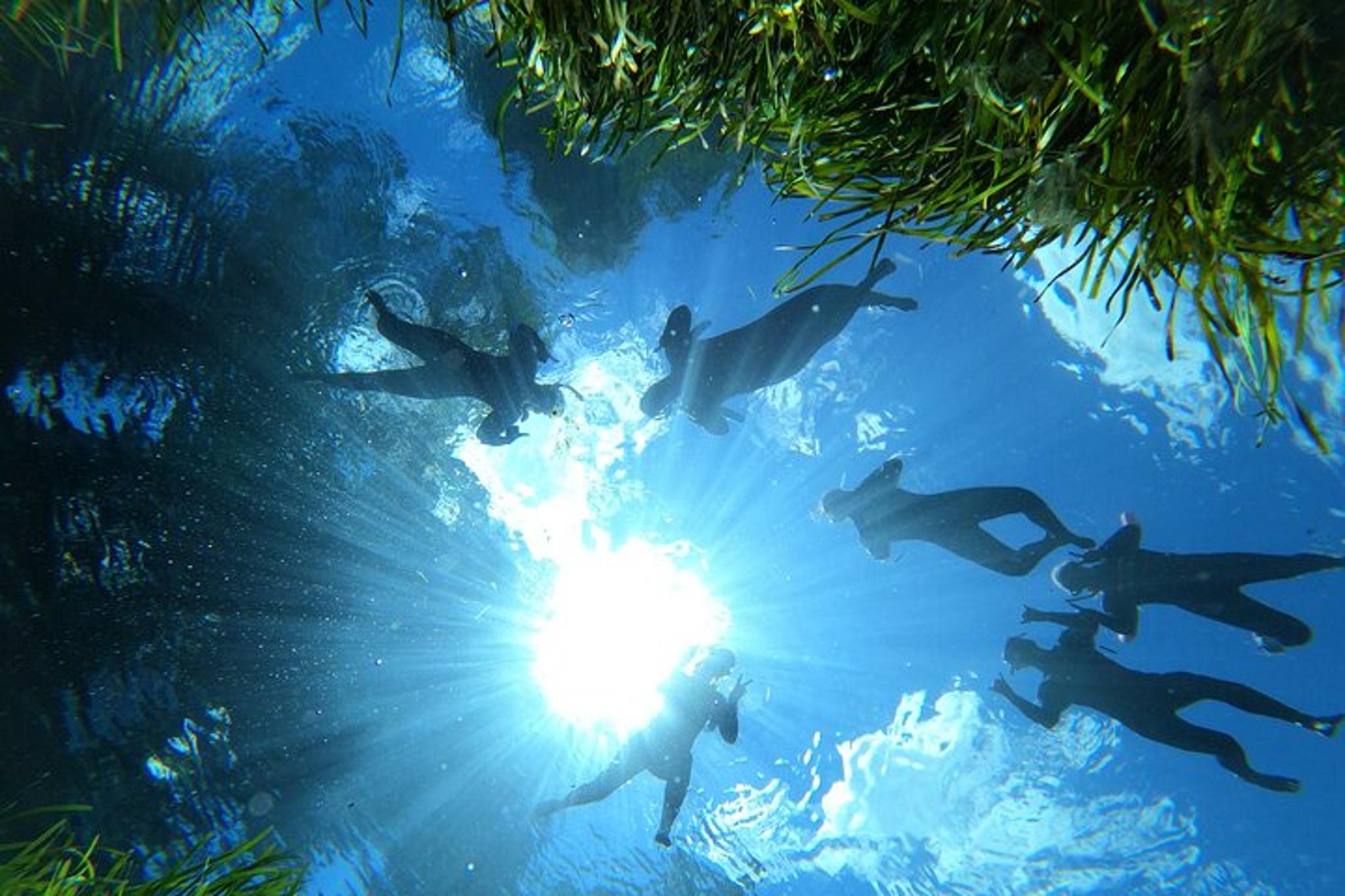 Crystal River Manatee Snorkel Tour 4 hr - Image 3
