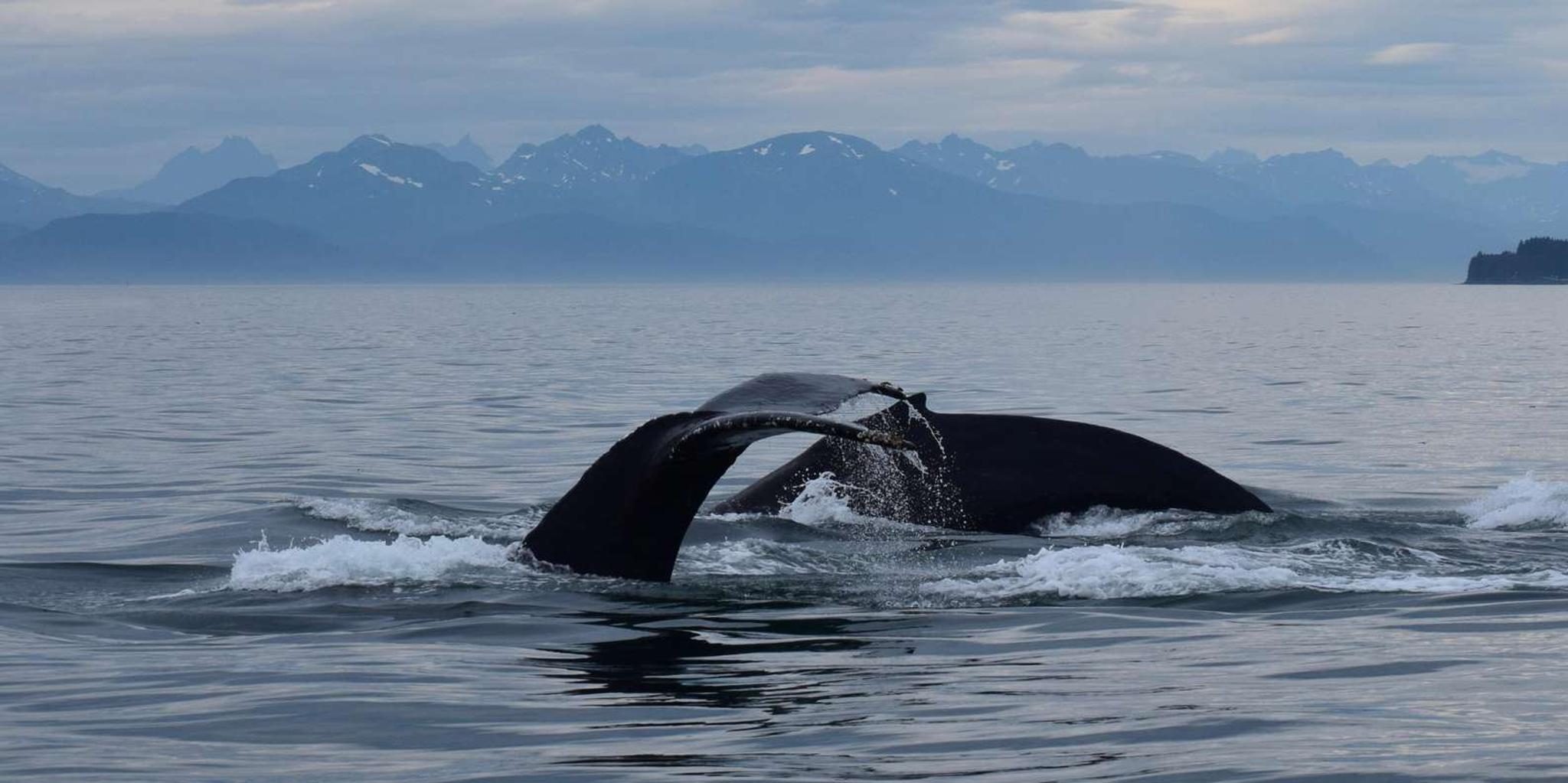 Juneau Whale Watching Tour 3.5 hr - Image 4