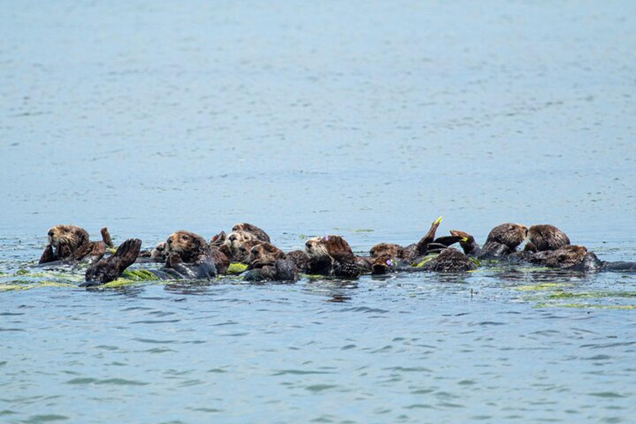 Monterey Bay Wildlife Safari Boat Tour - Image 3