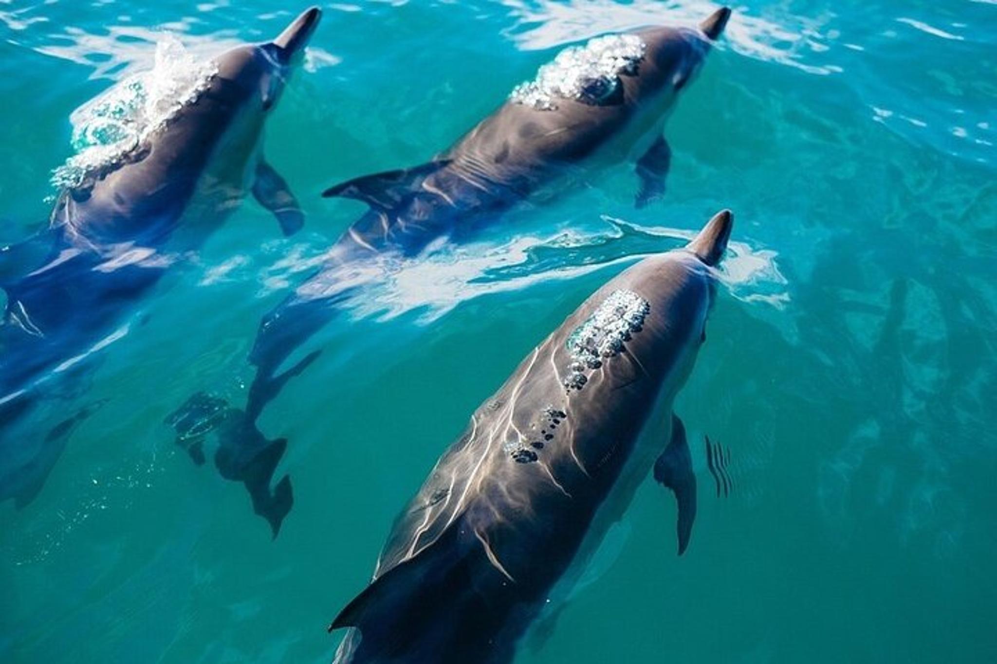 Waikiki Sail and Snorkel Adventure - Image 5