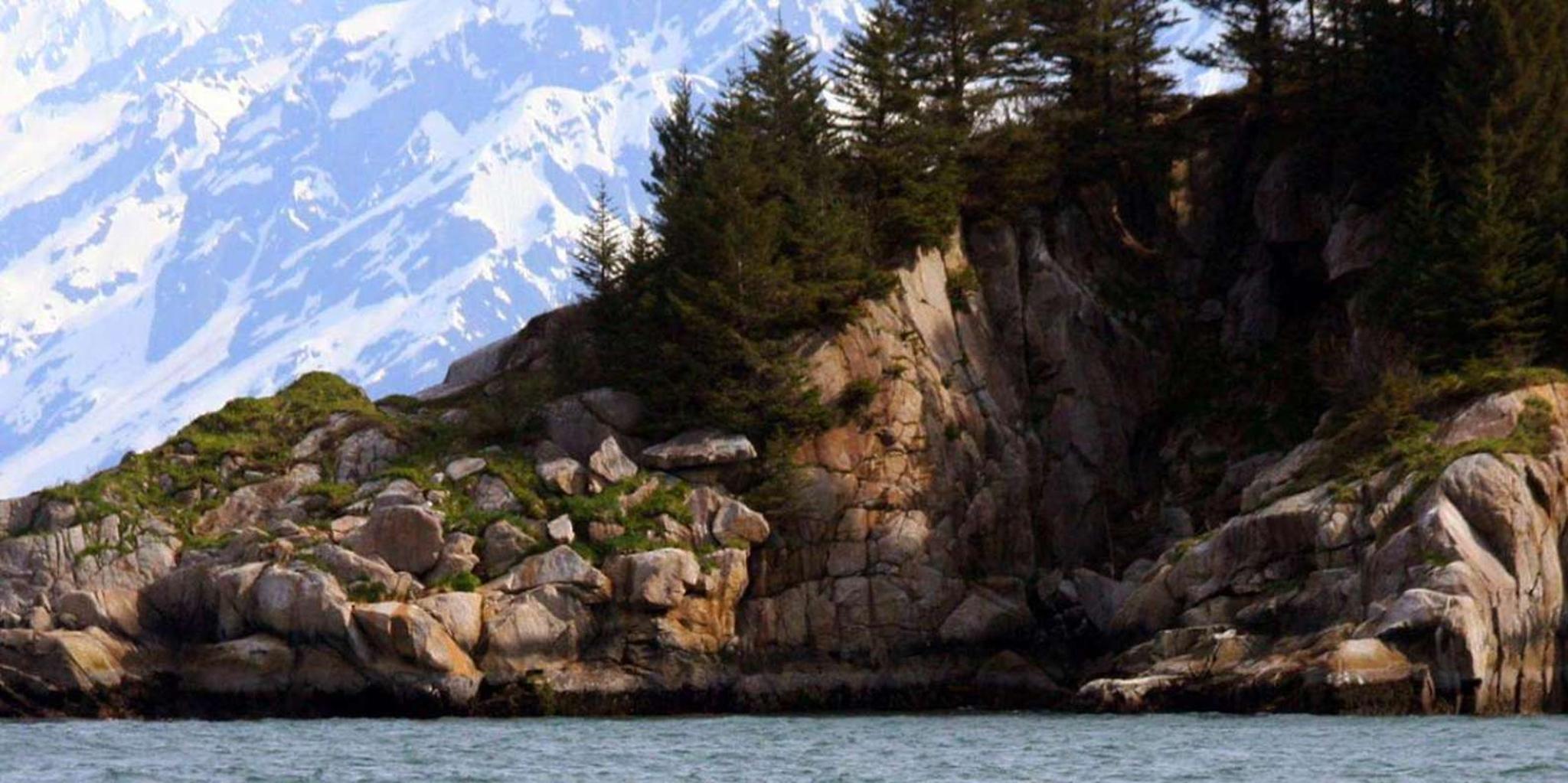 Seward Wildlife and Glacier Cruise 4 hr - Image 2