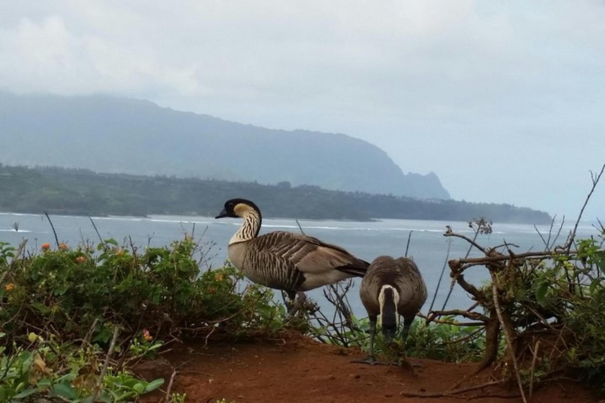 Kauai North Shore Private Tour - Image 4