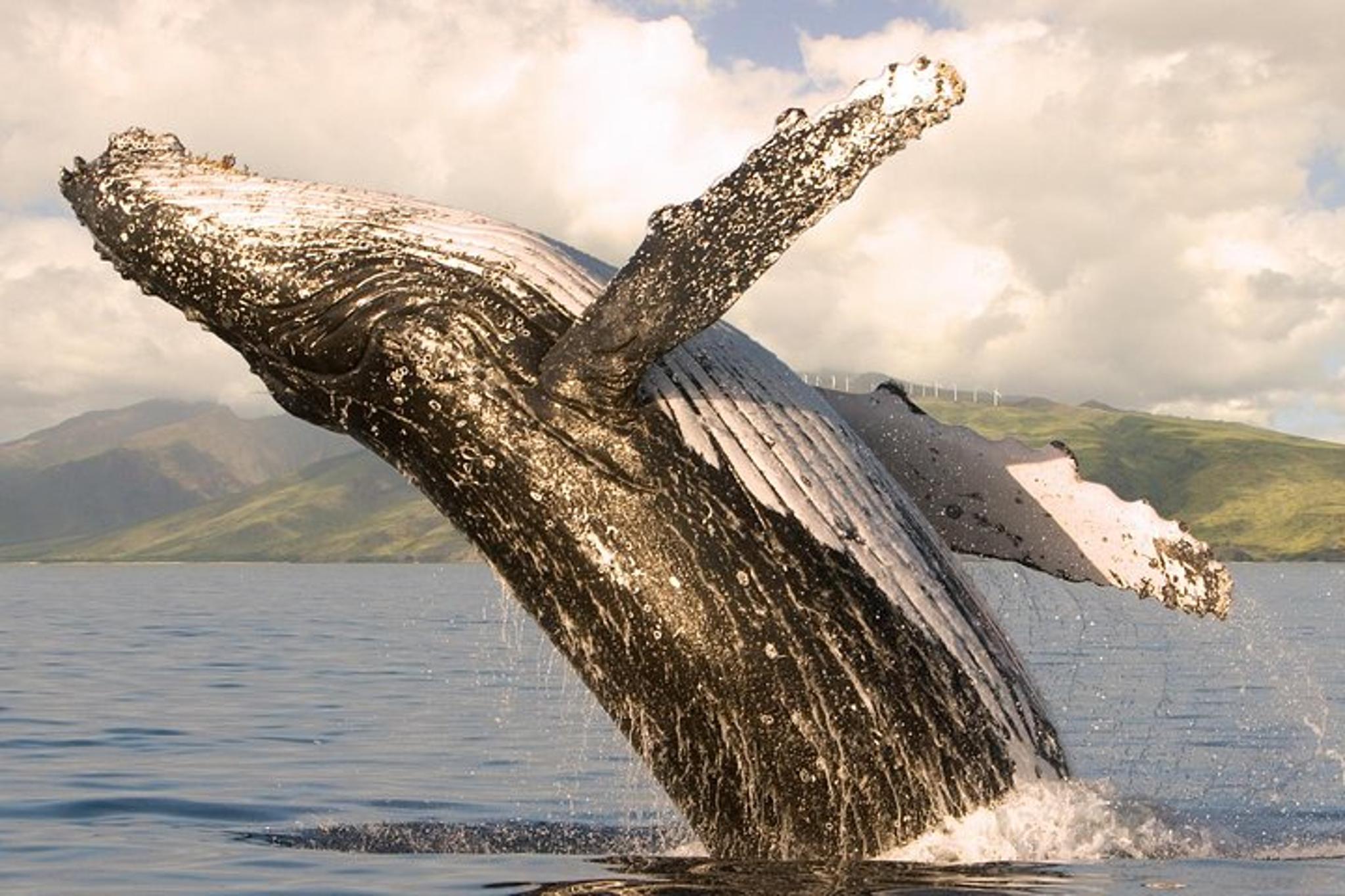 Ma'alaea Harbor Whale Watching Tour