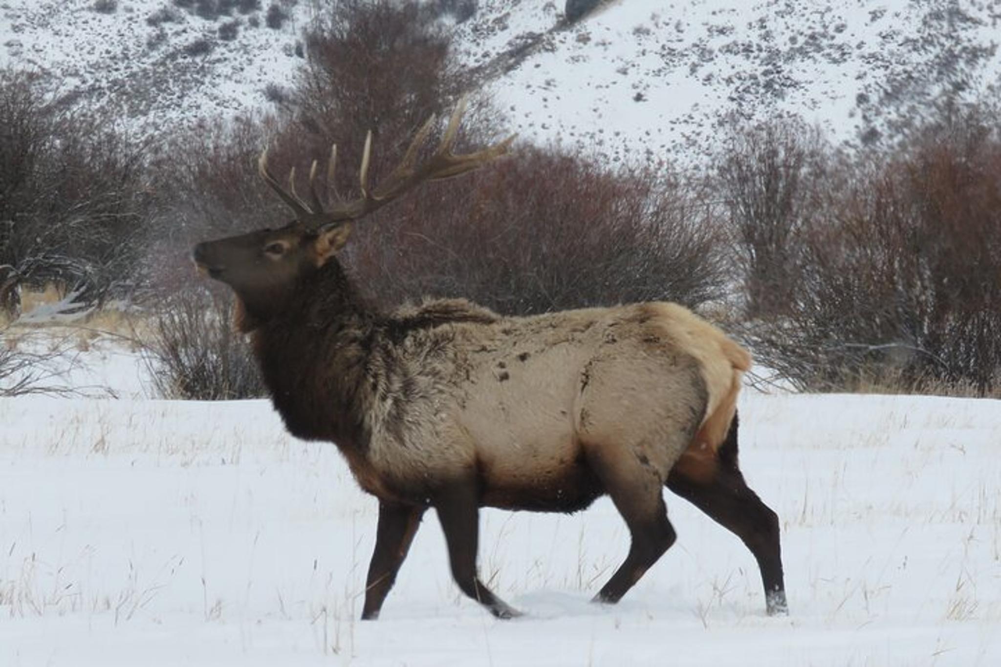 Jackson Hole Wildlife Tour in Grand Teton - 4 hr - Image 3