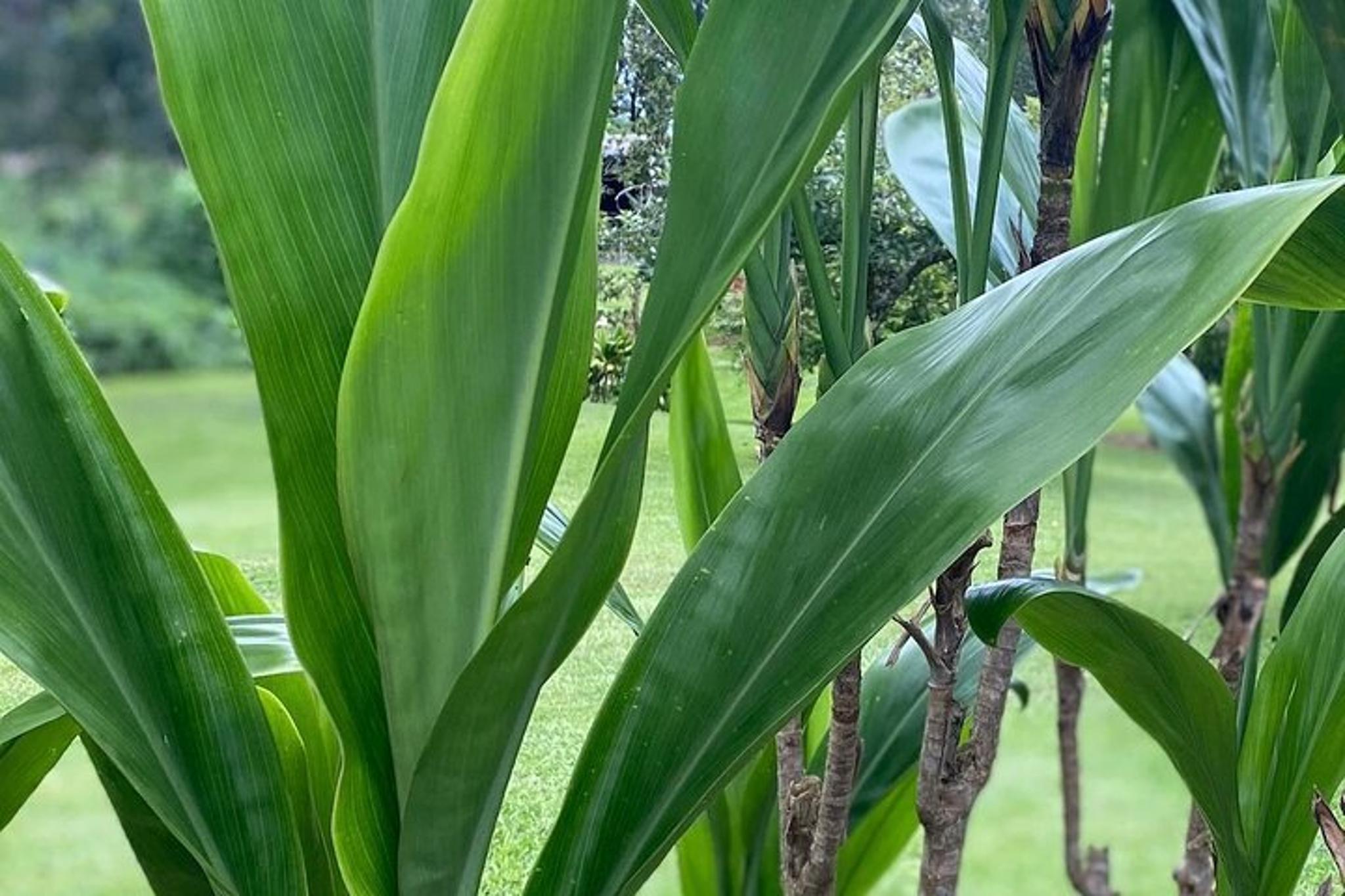 Maui Ti Leaf Bracelet Craft Class - Image 5