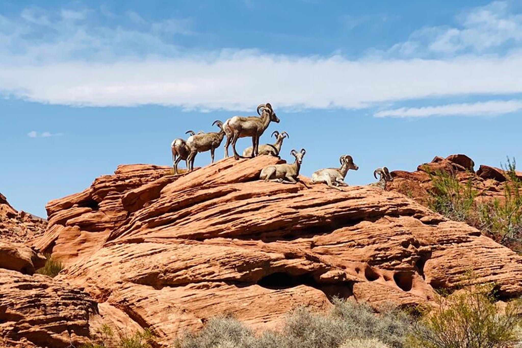 Las Vegas Valley of Fire Guided Tour - Image 5