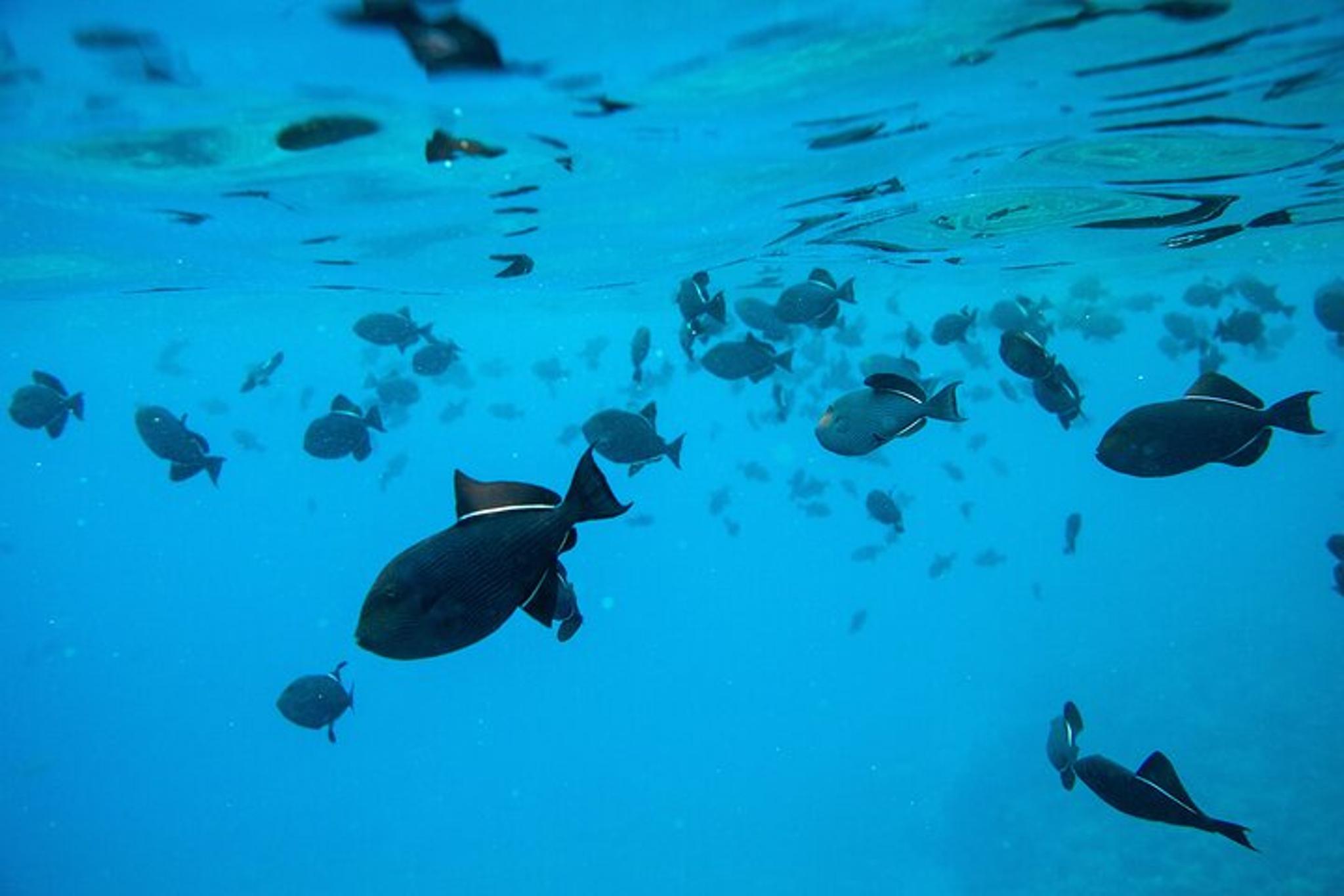 Maui Molokini Snorkel and Whale Watching Tour 2.5 hr - Image 5