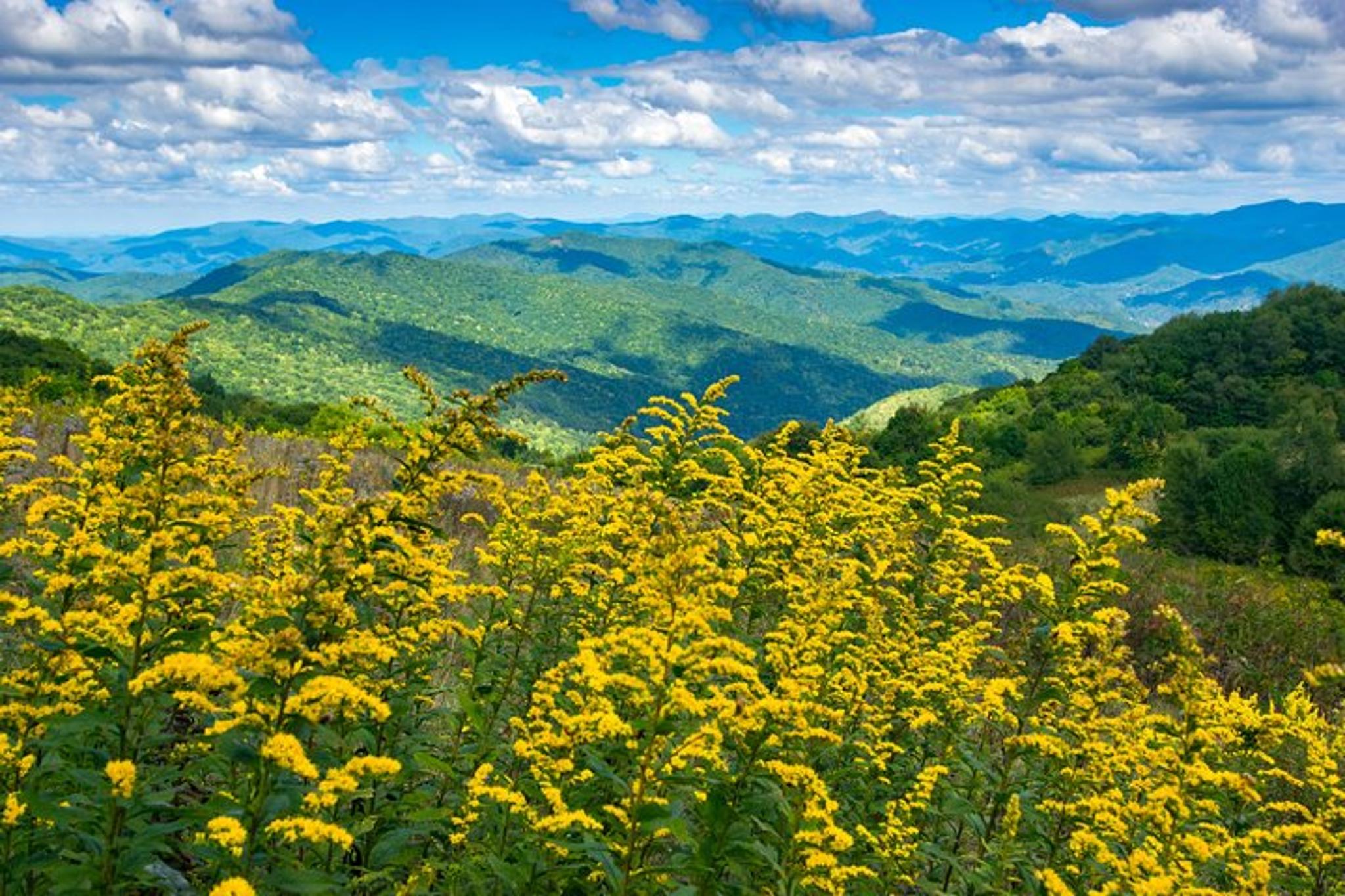 Asheville Hike with Long Range Views - Image 2