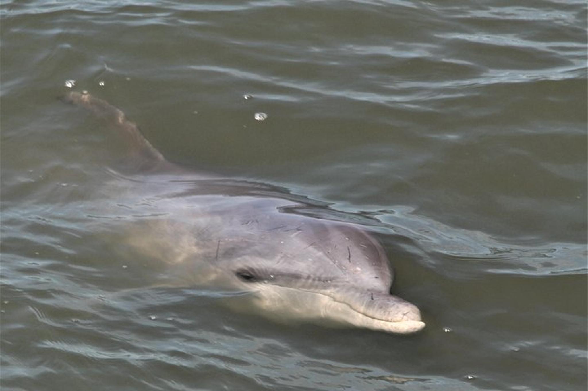 Hilton Head Dolphin Tour at Sunset - Image 2
