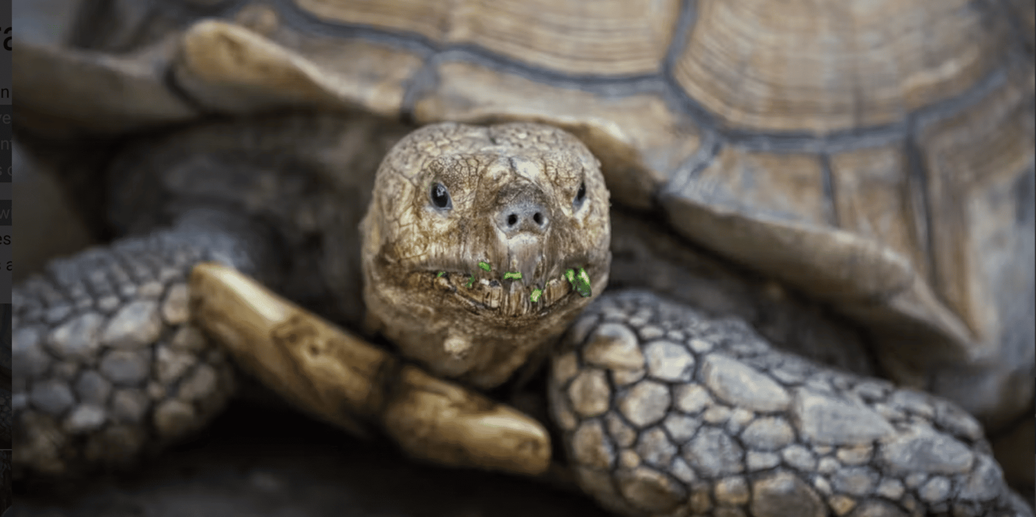 Florida Everglades Airboat and Reptile Exhibit Tour - Image 2