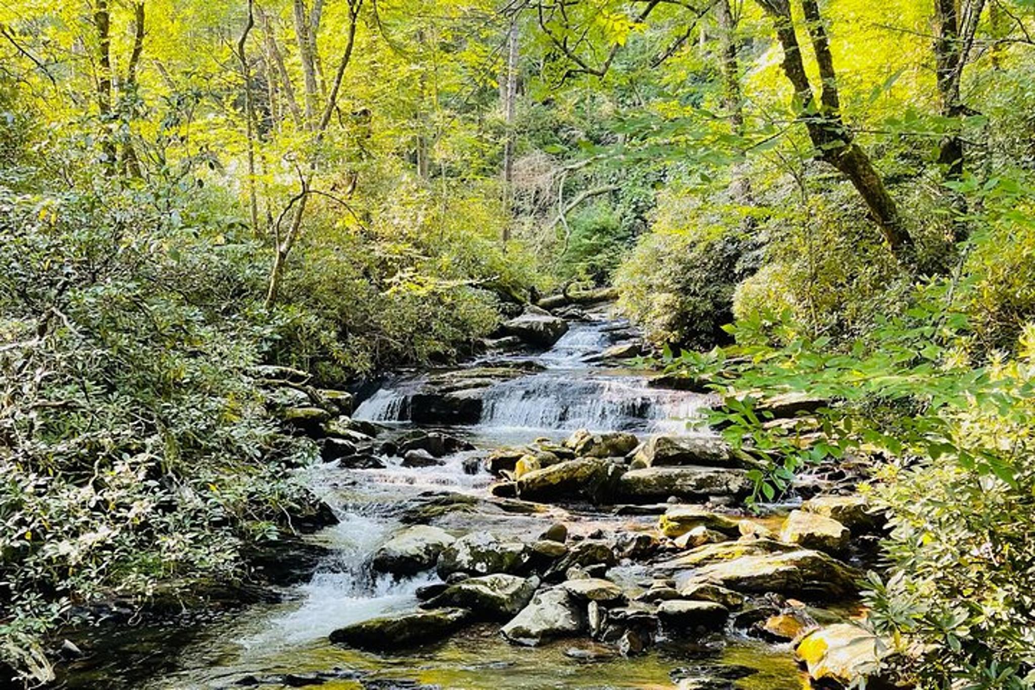 Pigeon Forge Newfound Gap Jeep Tour - Image 5