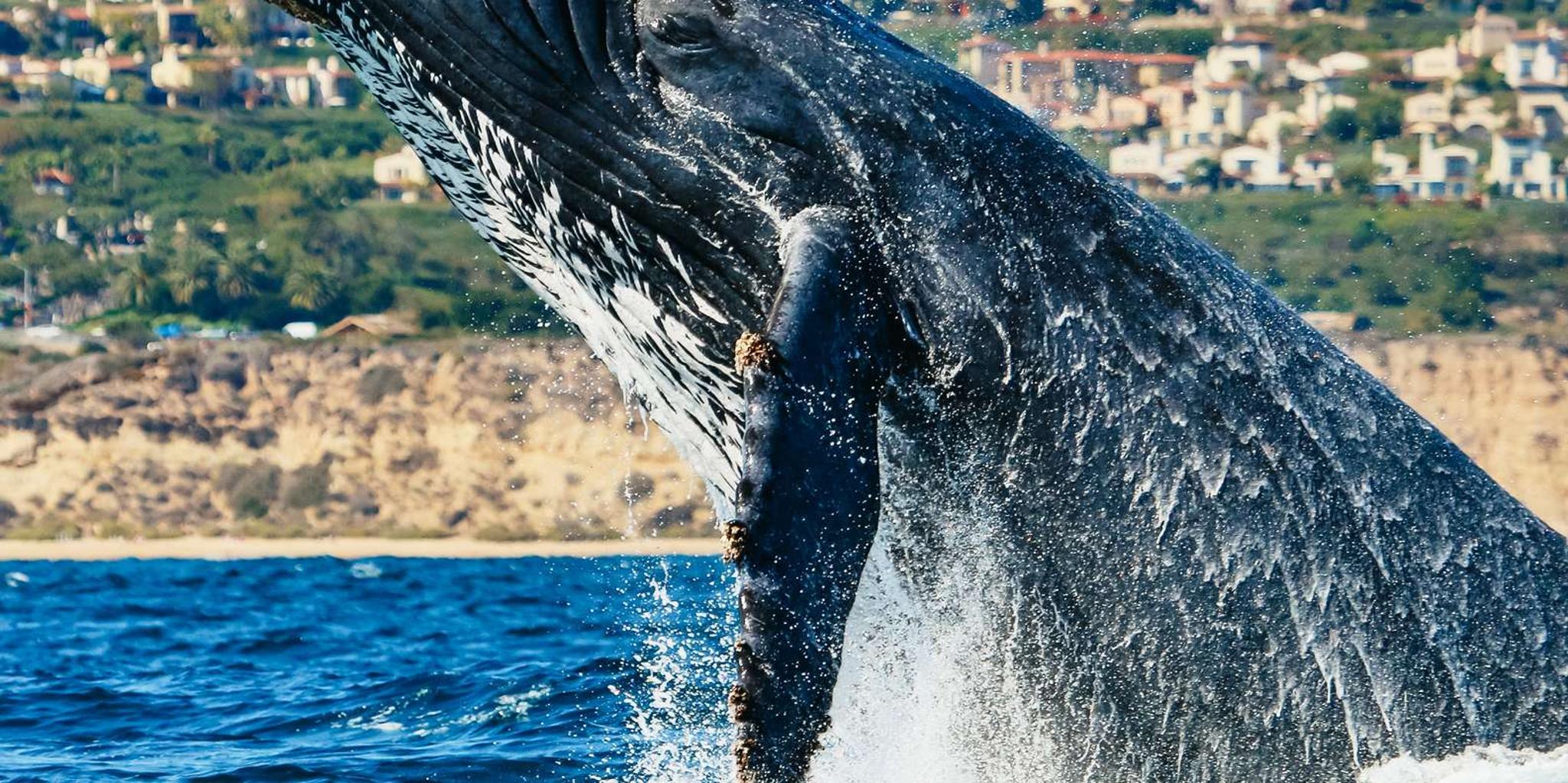 Newport Beach Whale-Watching Cruise - Image 3