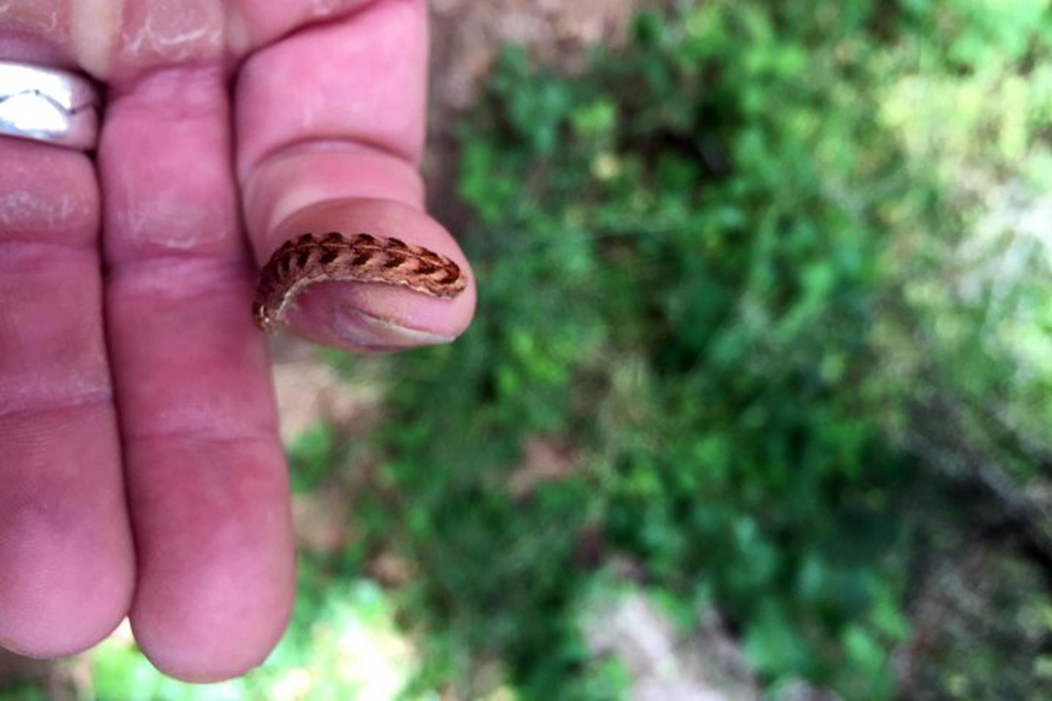 Columbia Gorge Hiking Tour - Image 2