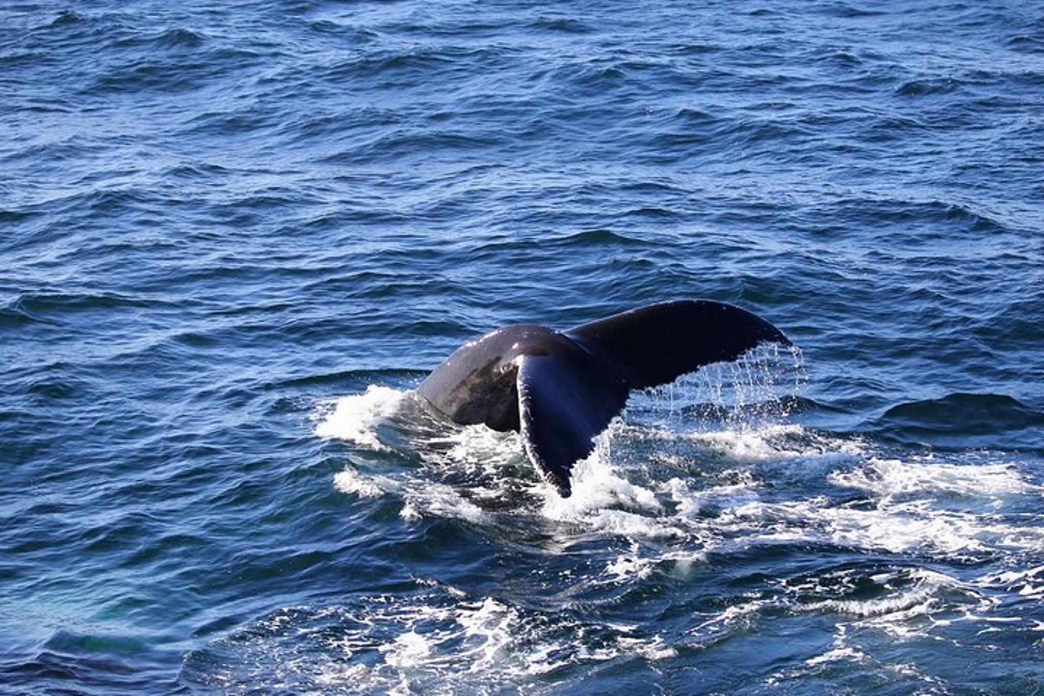 Boston Cape Cod Day Tour - Image 1