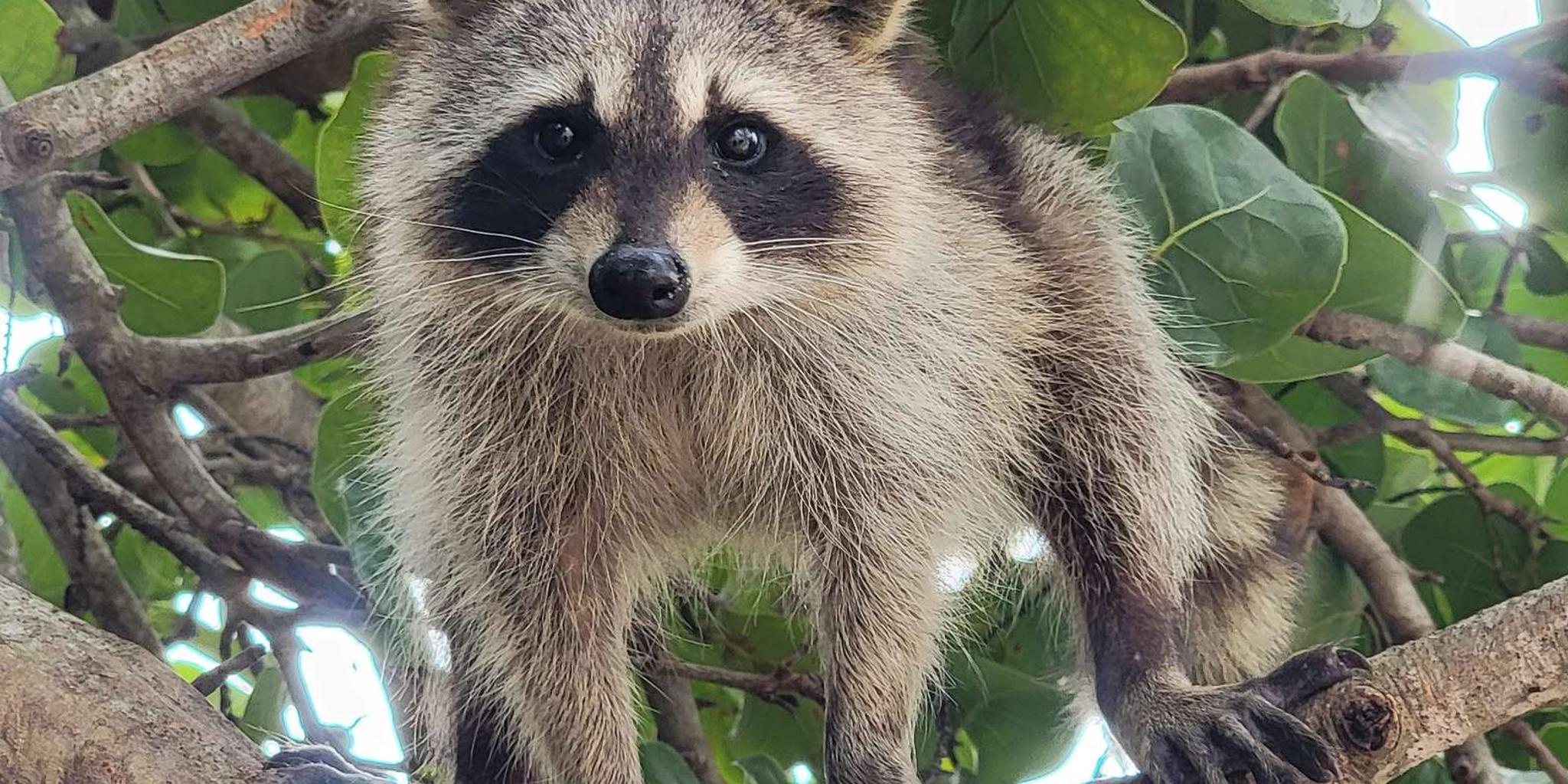 Miami Biscayne Bay Kayak and Boat Tour - Image 1