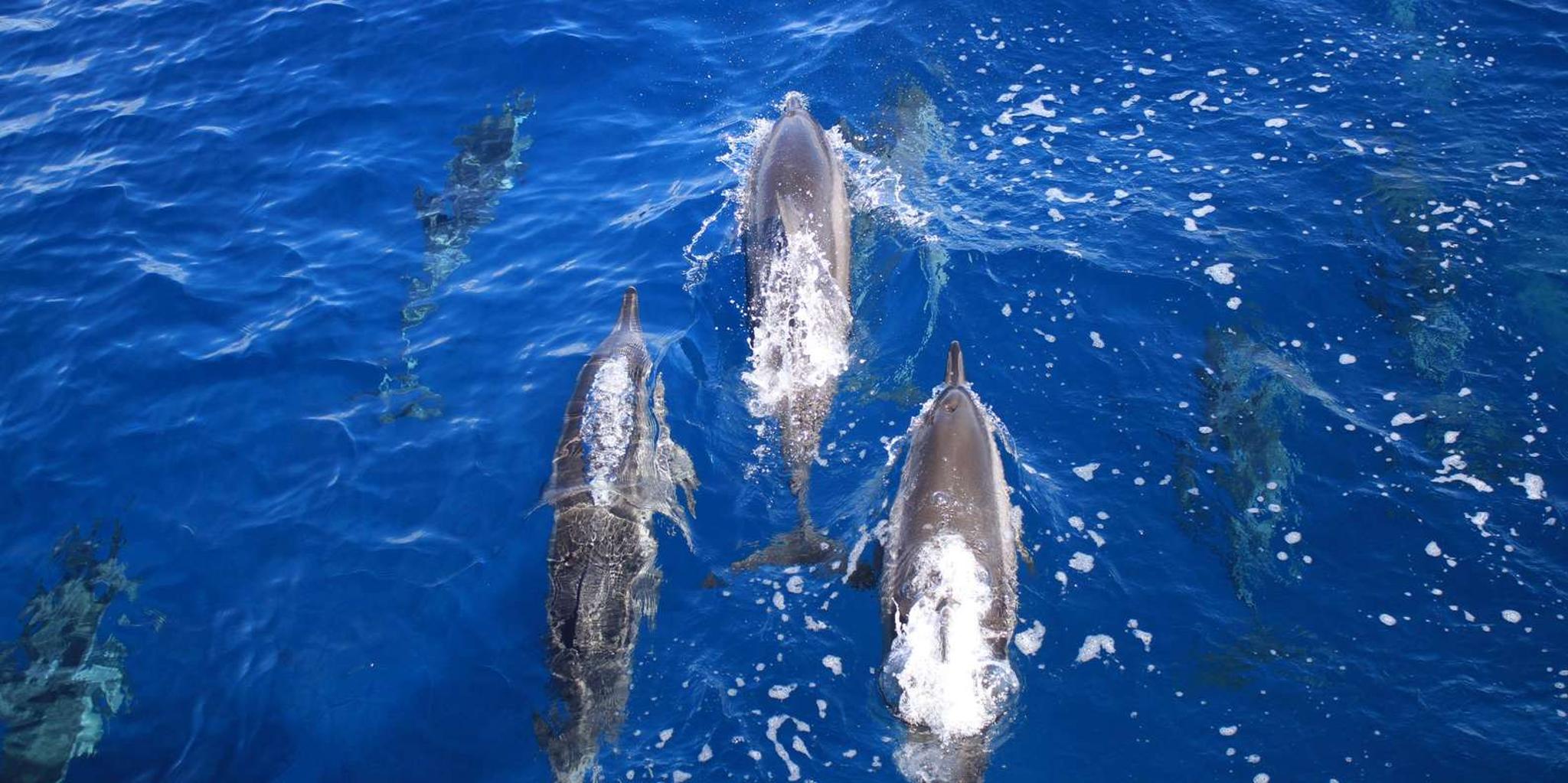 Maui Lanai Snorkel and Dolphin Watch 5 hr - Image 6
