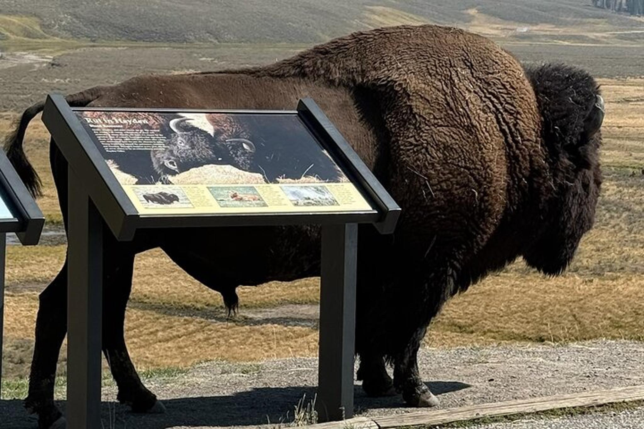 Yellowstone Private Tour - Image 2