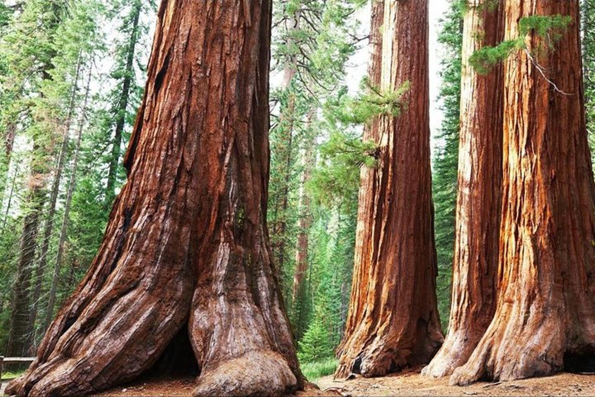 Sequoia National Park Private Tour - Image 2