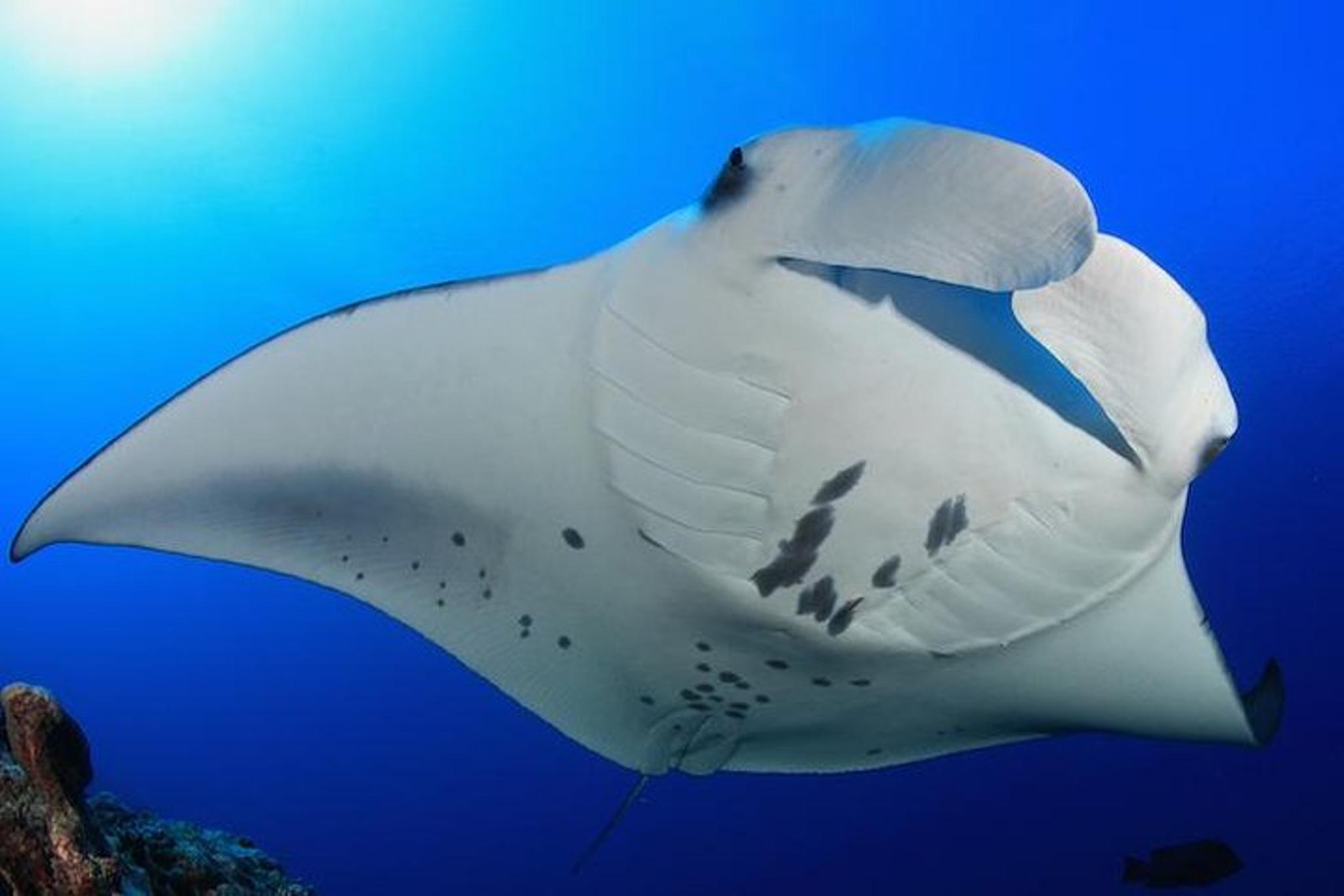 Kailua-Kona Snorkel with Manta Rays 2 hr - Image 5