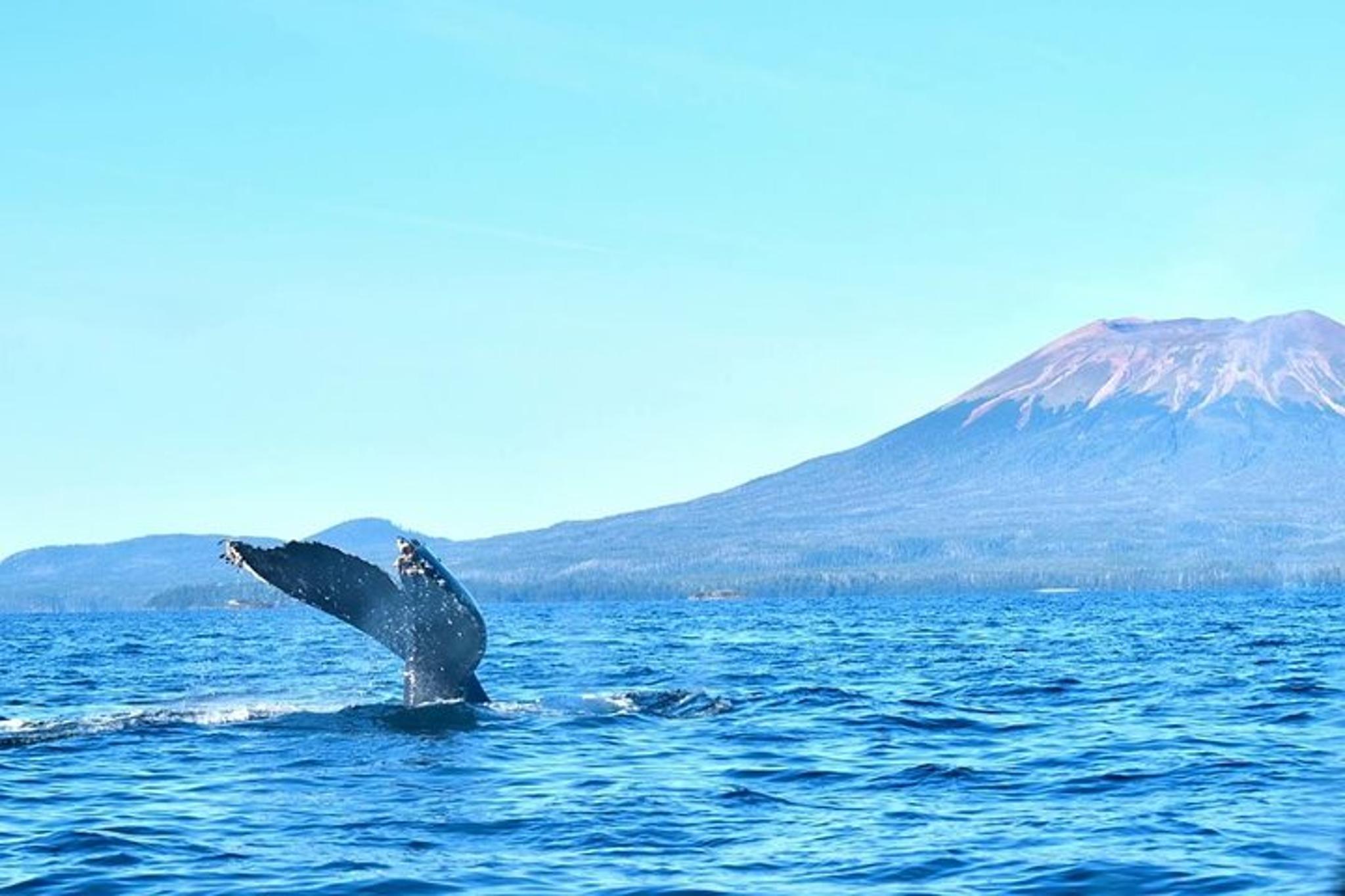 Sitka Whale Watching and Marine Wildlife Excursion 2 hr - Image 4