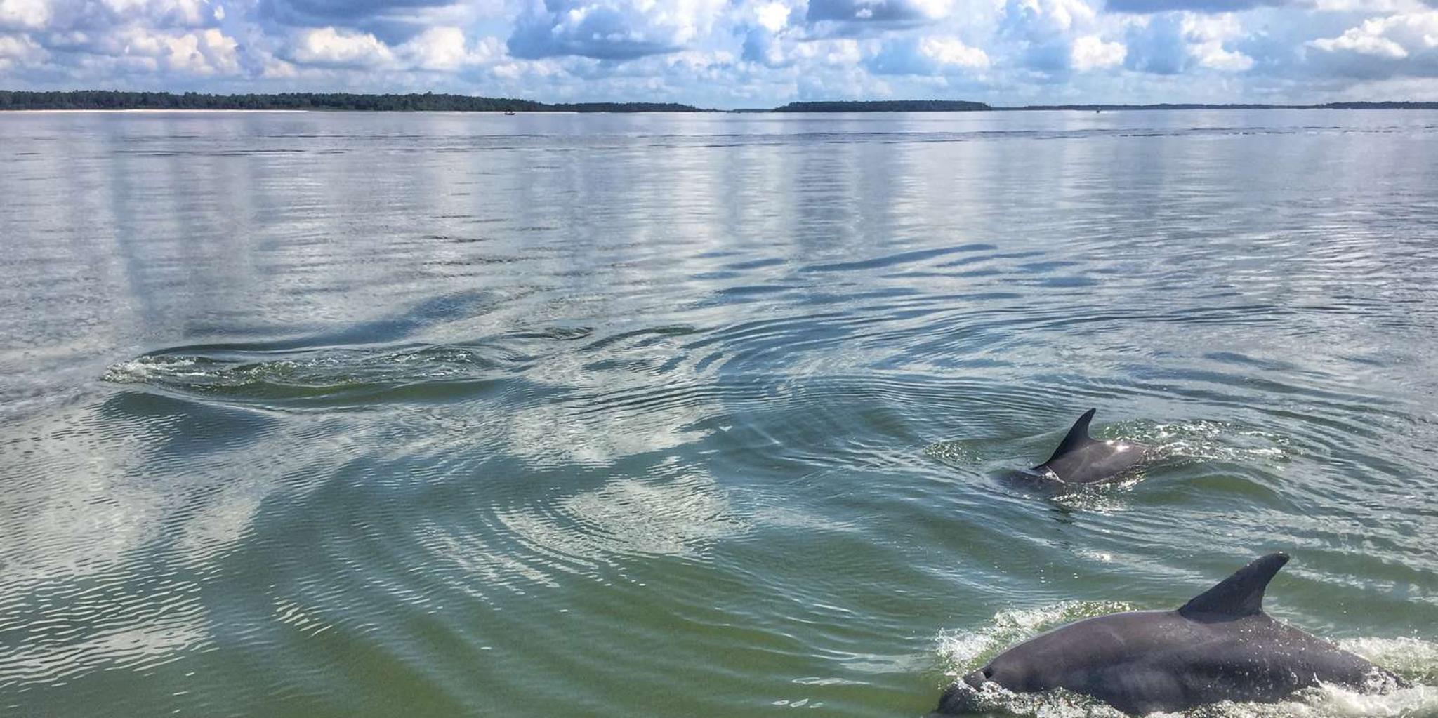 Hilton Head Dolphin Tour with Sunset & Fireworks - Image 2