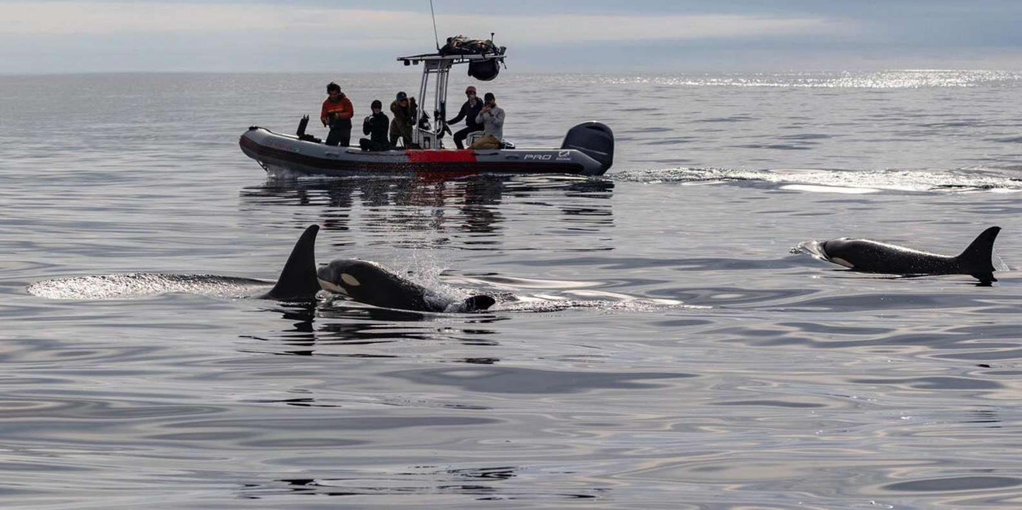 San Diego Whale and Dolphin Watching Speedboat Tour - Image 2