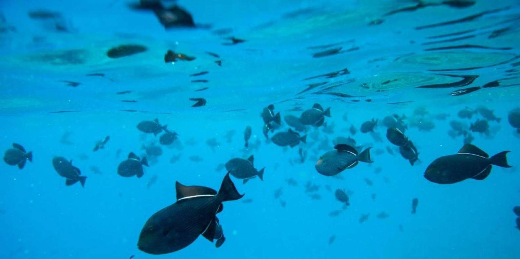 Maui Molokini Snorkeling Tour 2 hr - Image 4