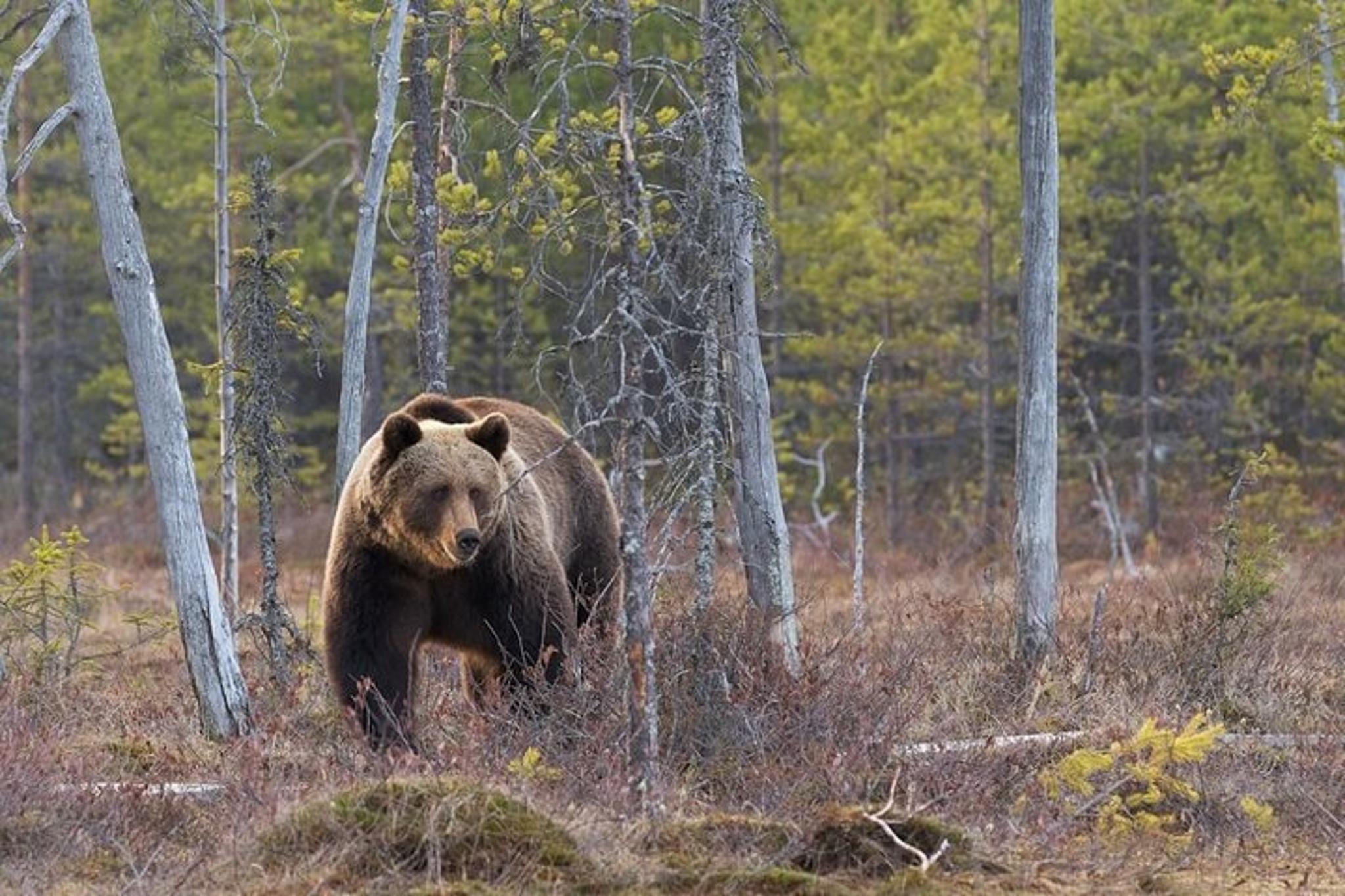 Grand Teton Wildlife Private Guided Tour - Image 3